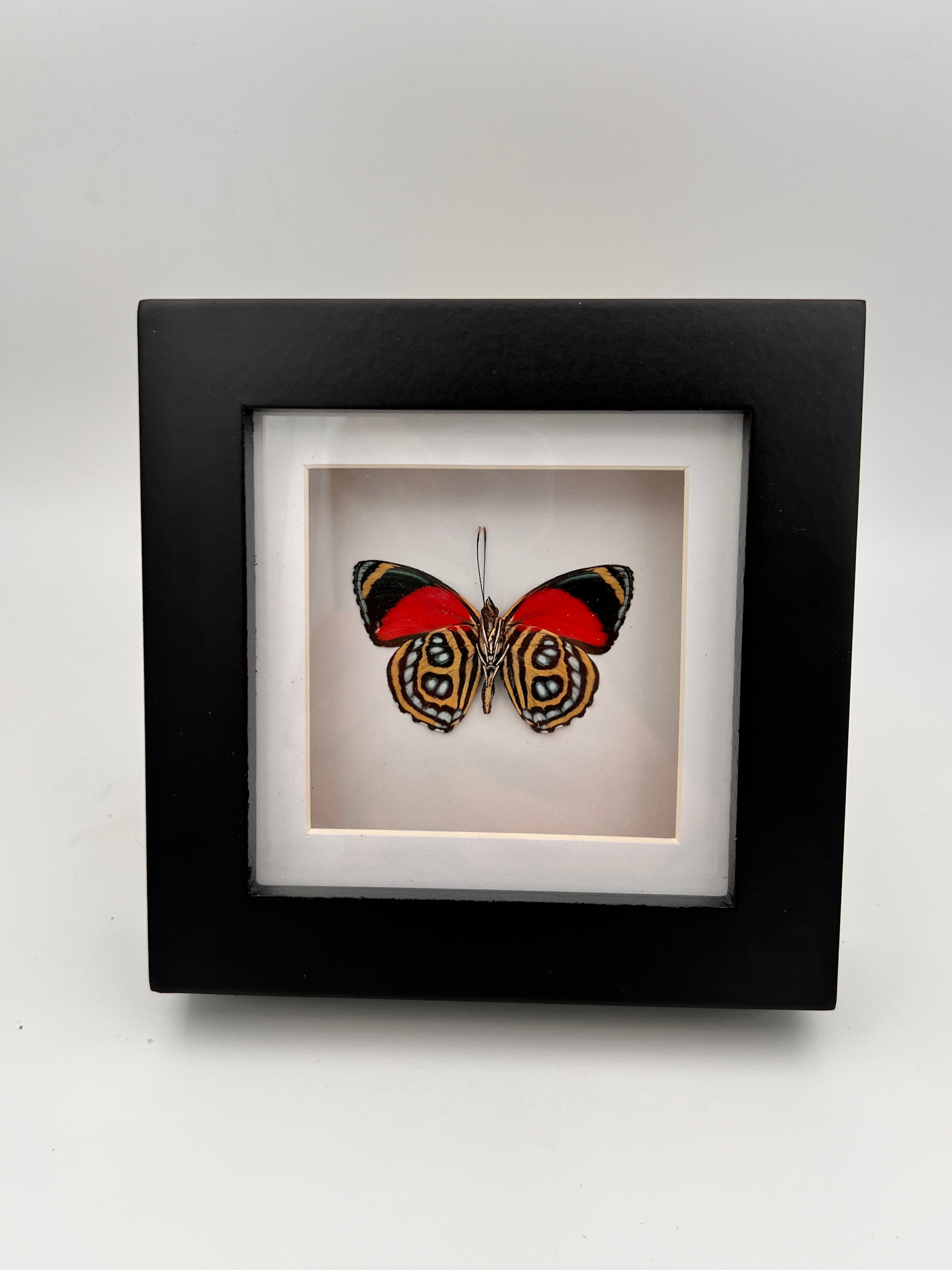 Callicore Cyllene in lijst