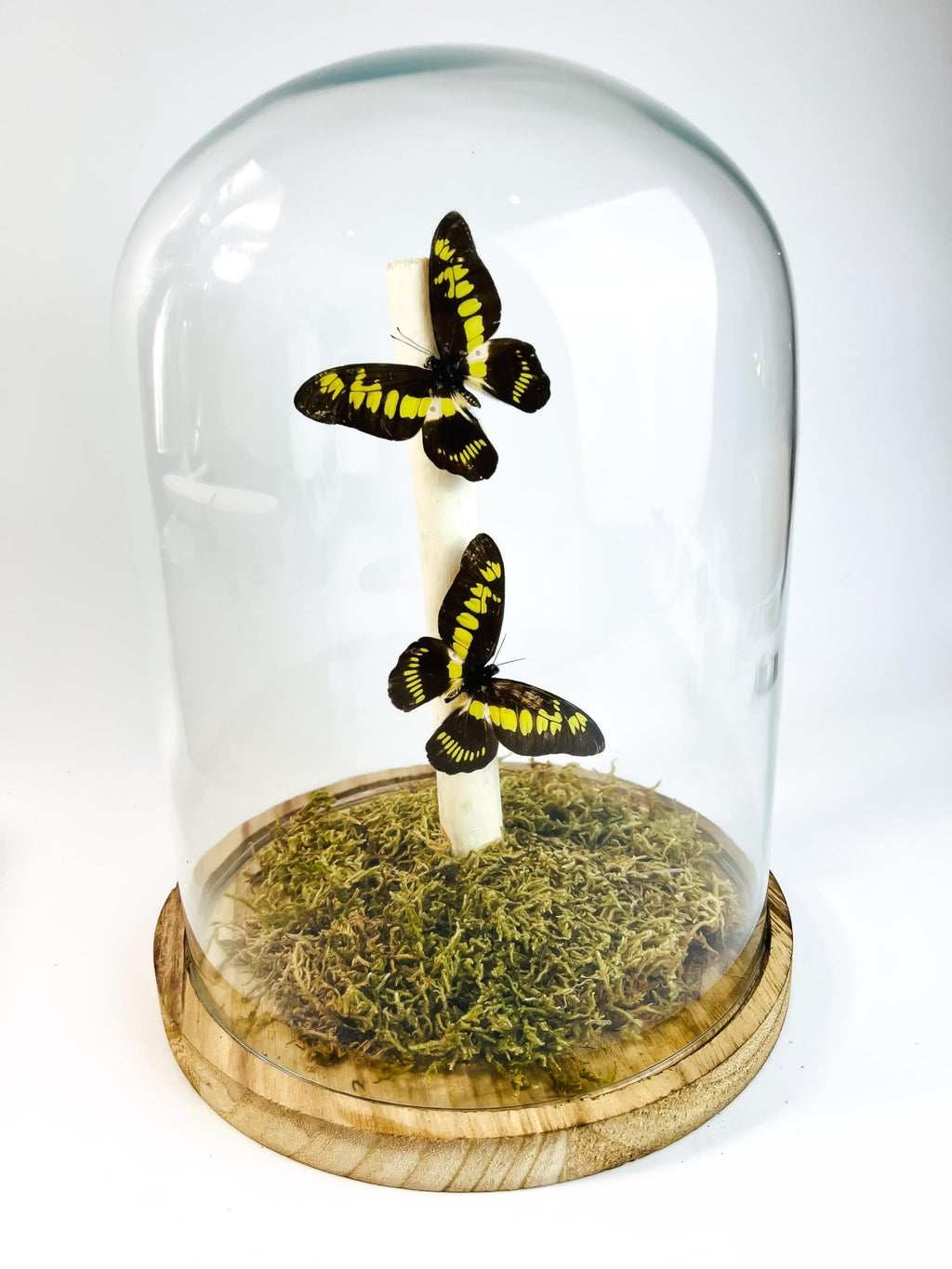 Papilio Latreillianus in einer Glasglocke von KEY LIME STORE