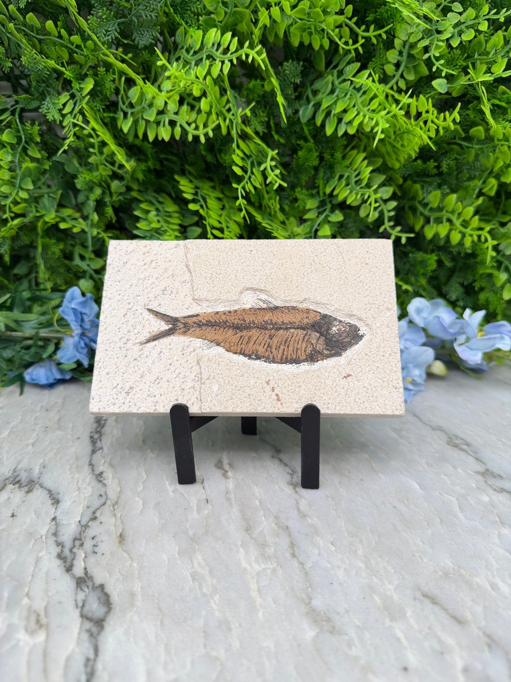 a fossilized fish displayed on a white surface, surrounded by lush green foliage and blue flowers.