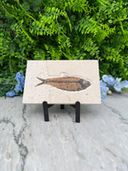 a fossilized fish displayed on a white surface, surrounded by lush green foliage and blue flowers.