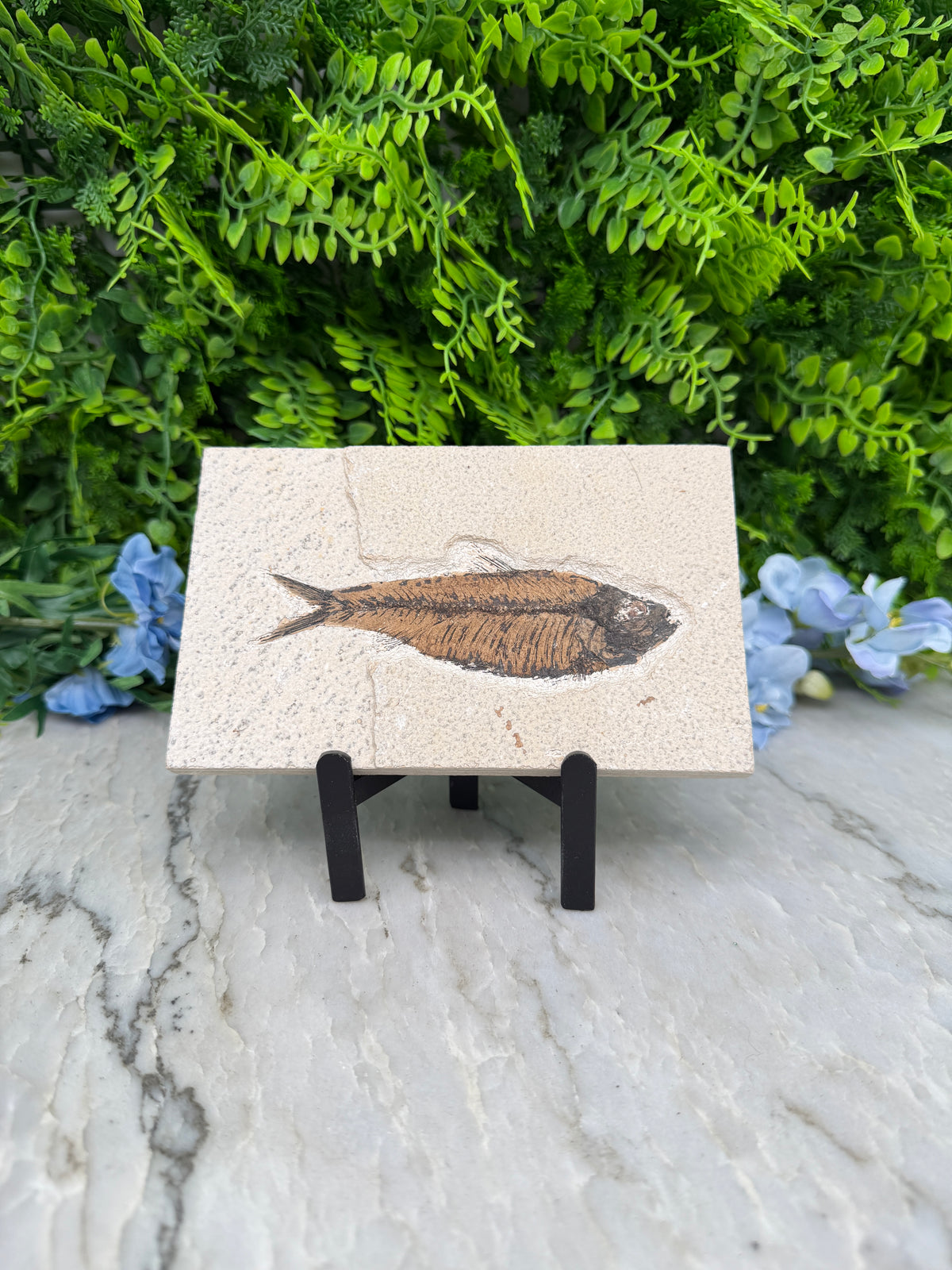 a fossilized fish displayed on a white surface, surrounded by lush green foliage and blue flowers.