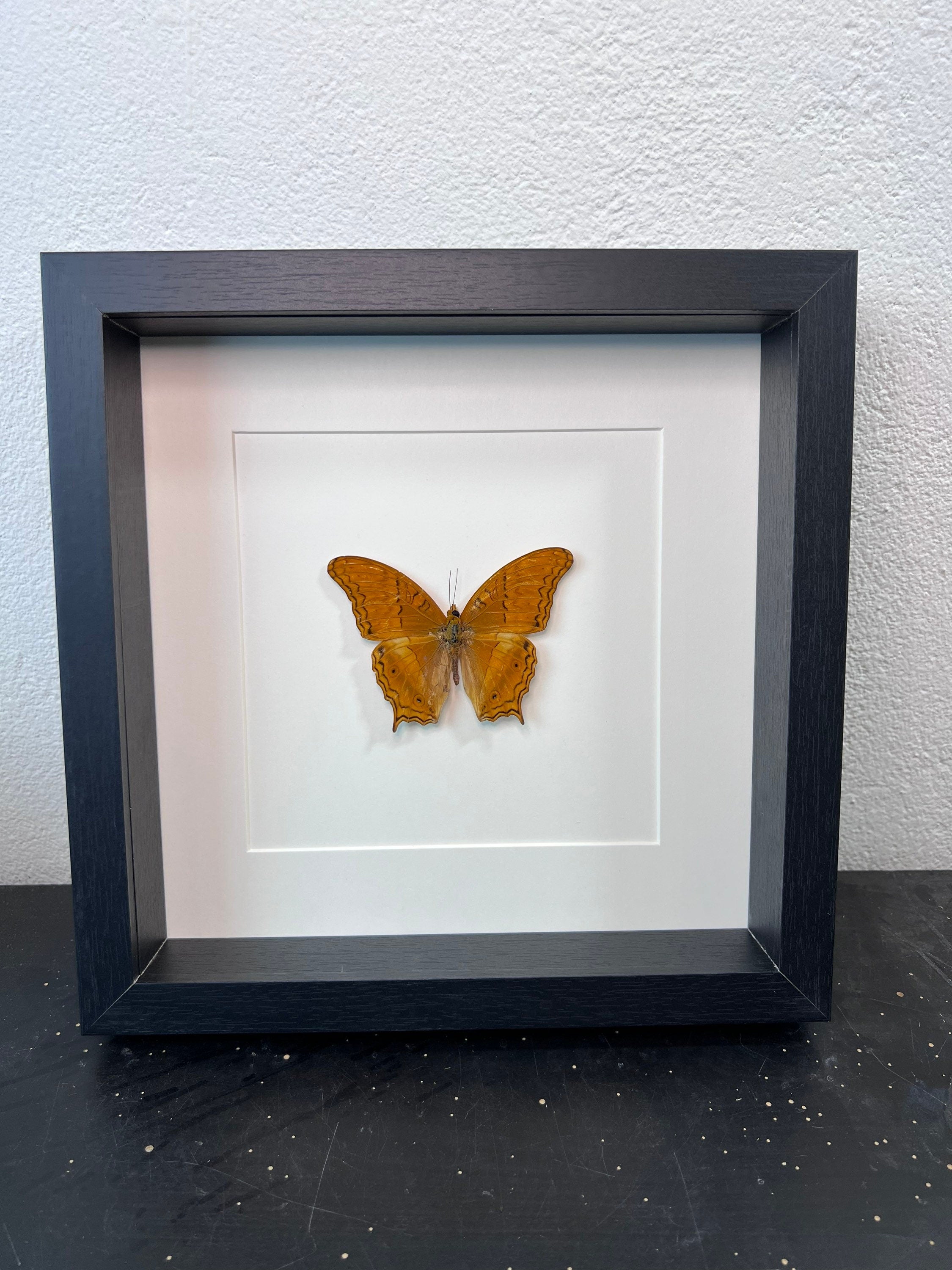 Vindula Dejone dans un cadre