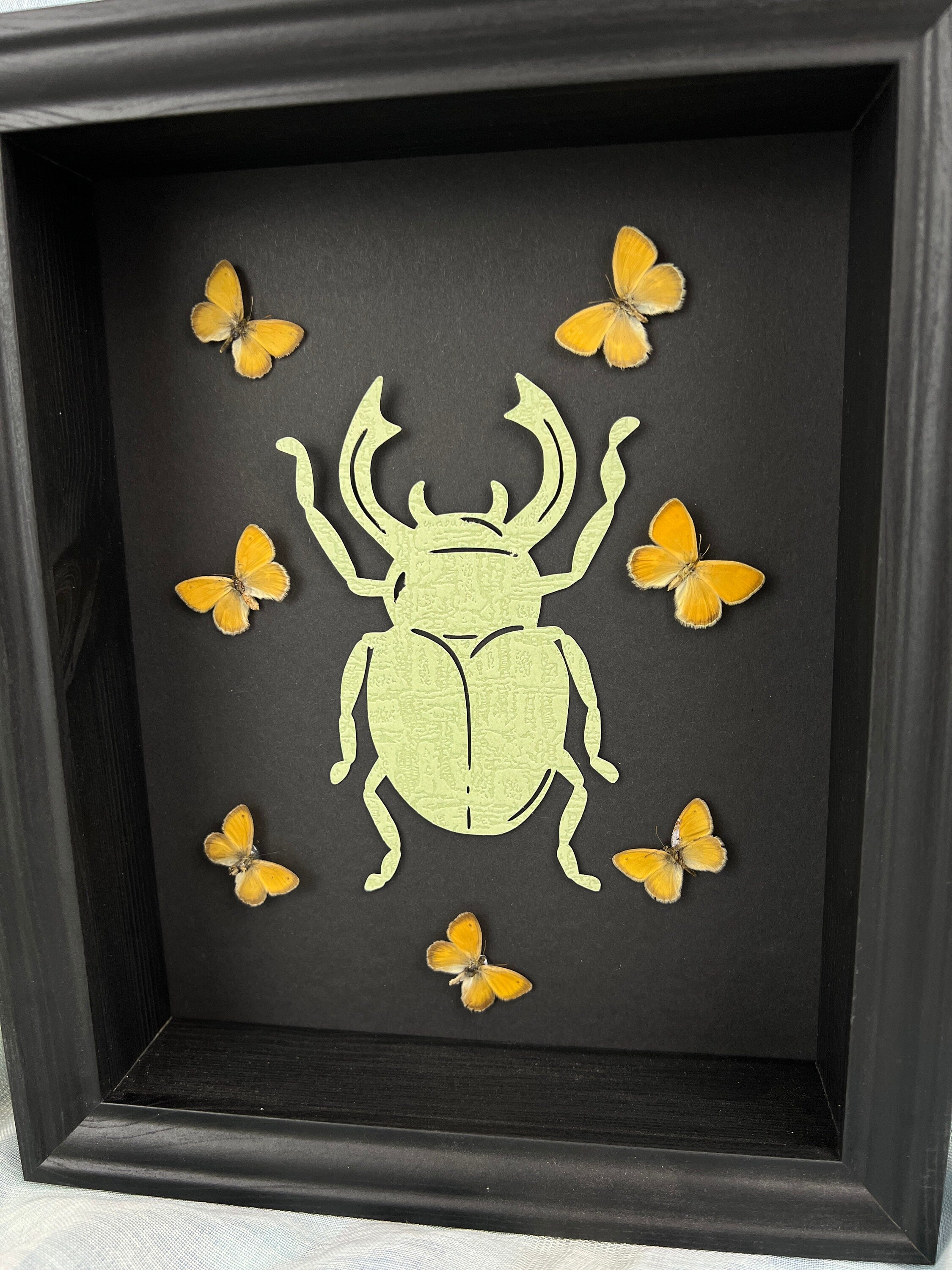 Butterfly Taxidermy Art with Intriguing Paper Beetle - Home Decor