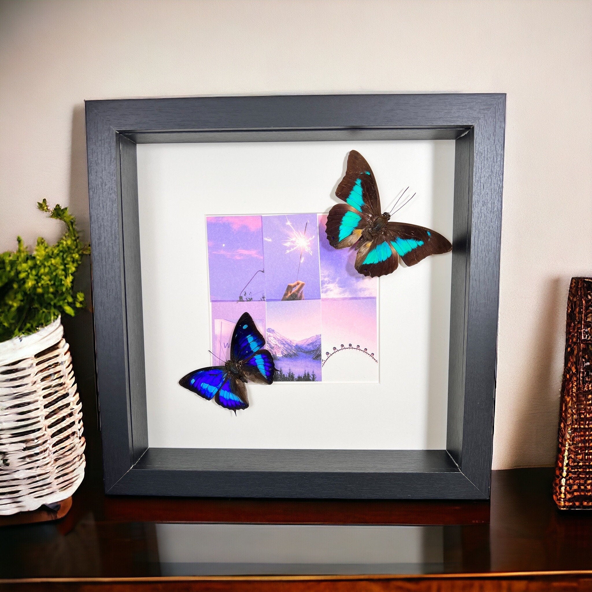 Archaeoprepona Demophon en Prepona Laertes op print in lijst