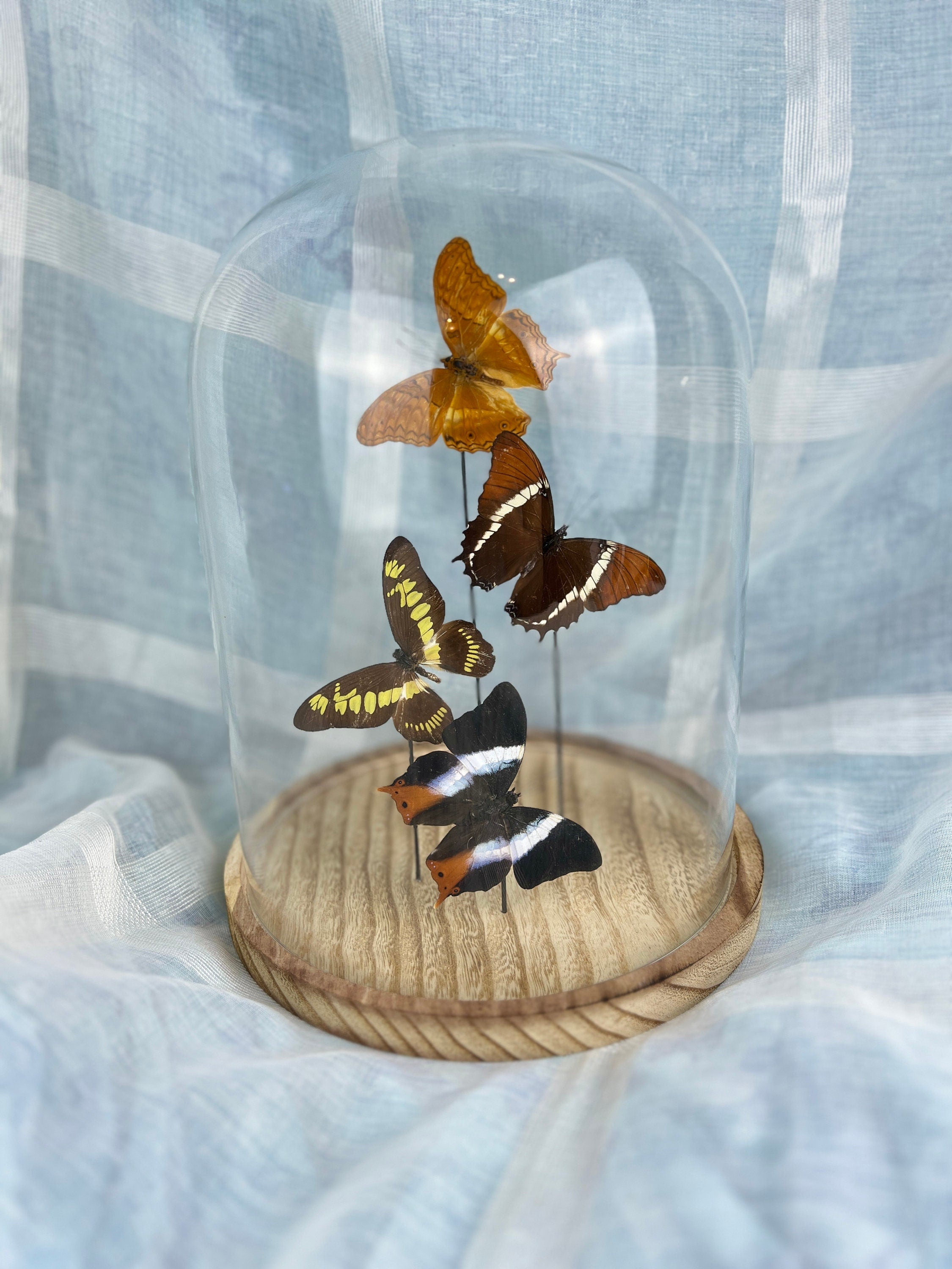 Mix vlinders in stolp