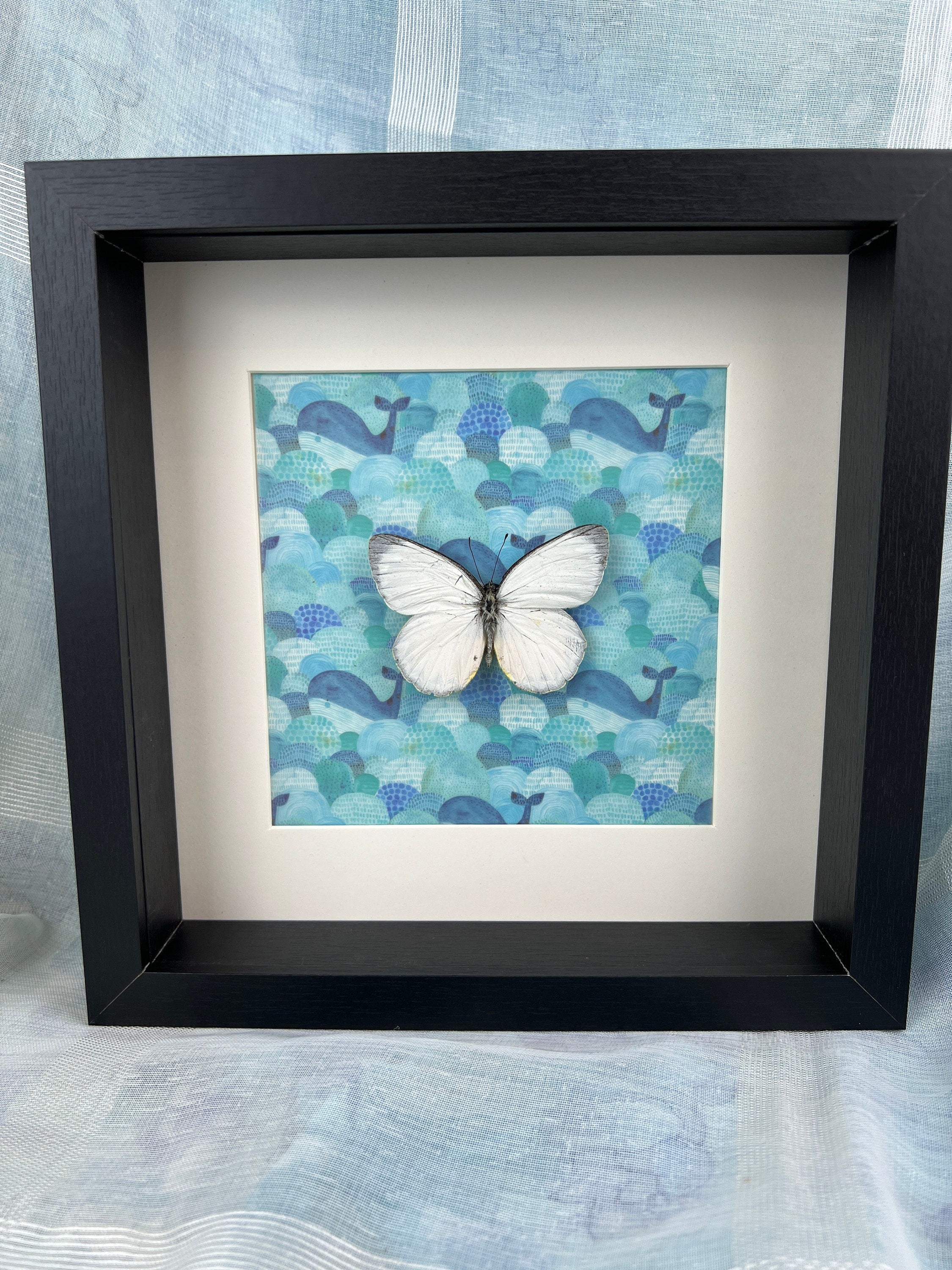 Delias Descombesi op print in lijst