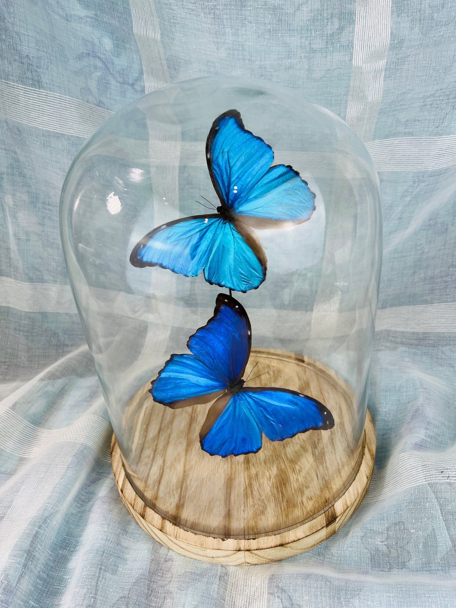 Morpho Didius in einer Glasglocke von KEY LIME STORE