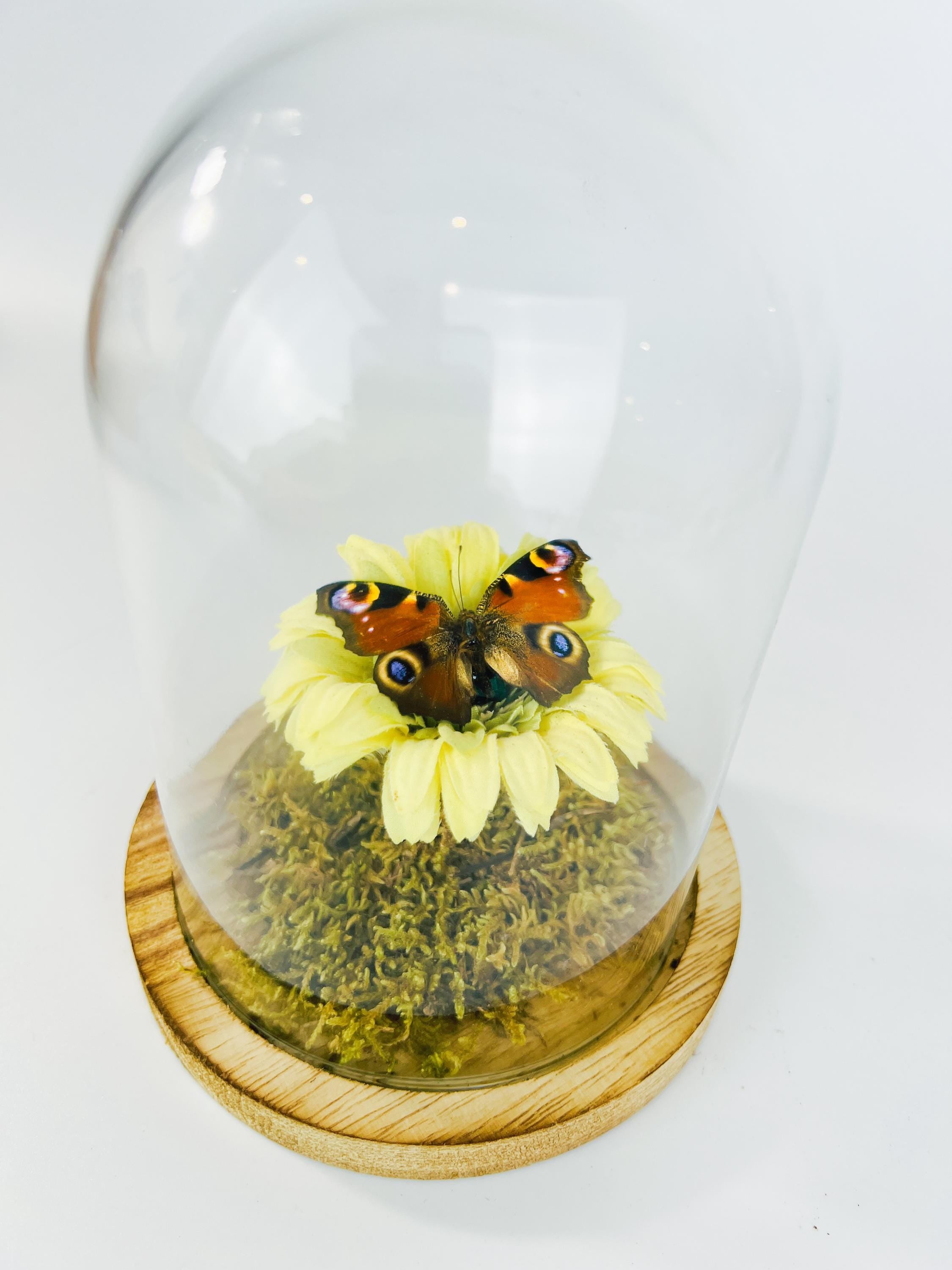 Echte vlinder | Aglais Io op een faux gele boem op echt mos in stolp (17x13cm)