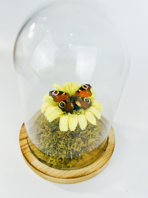 Aglais Io auf einem künstlichen gelben Baum auf echtem Moos in einer Glasglocke von KEY LIME STORE