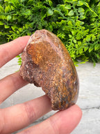 Rode palm fossiel half ruw half gepolijst by KEY LIME STORE