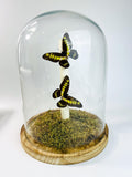 Papilio Latreillianus in einer Glasglocke von KEY LIME STORE
