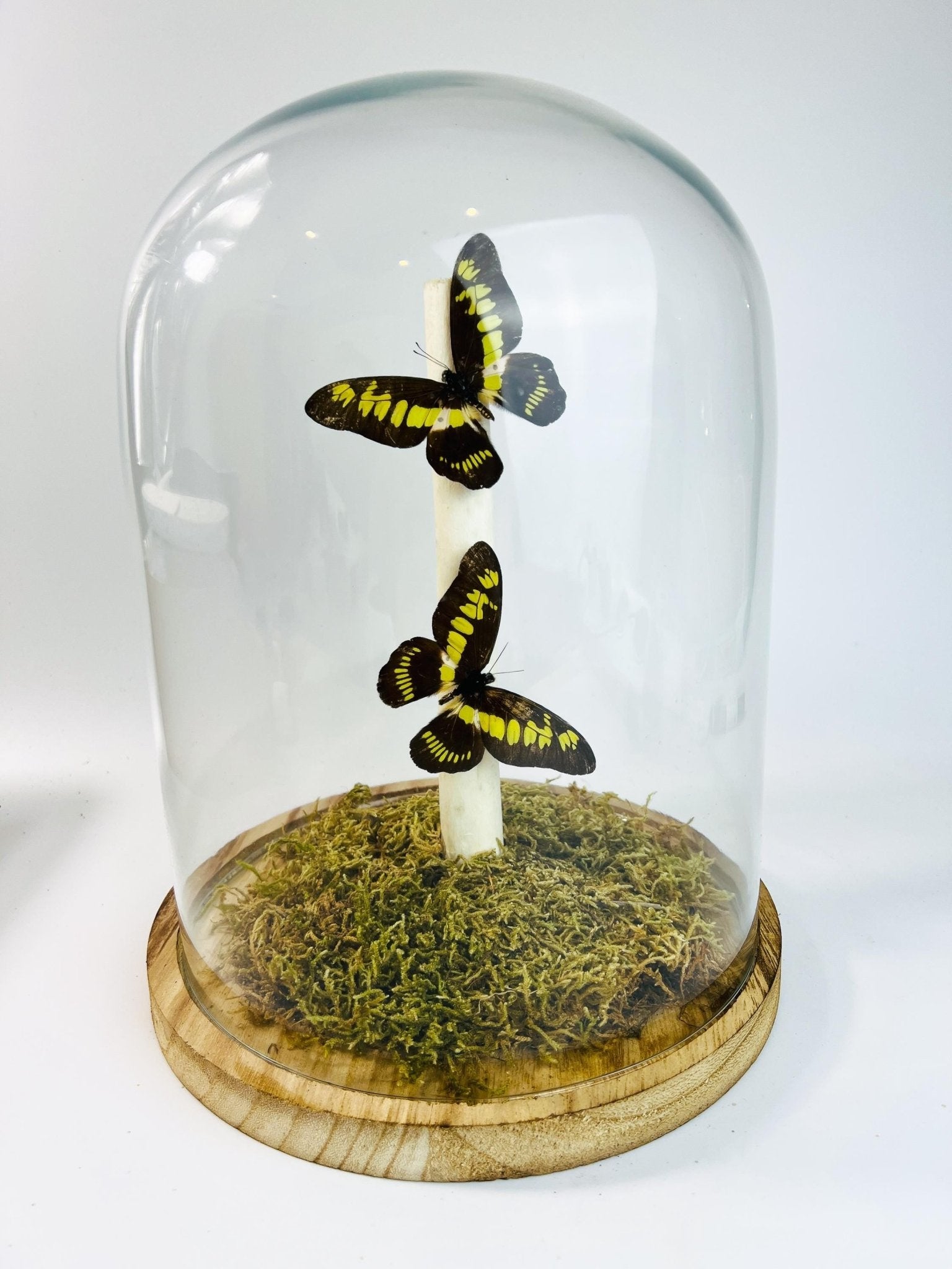 Papilio Latreillianus in einer Glasglocke von KEY LIME STORE