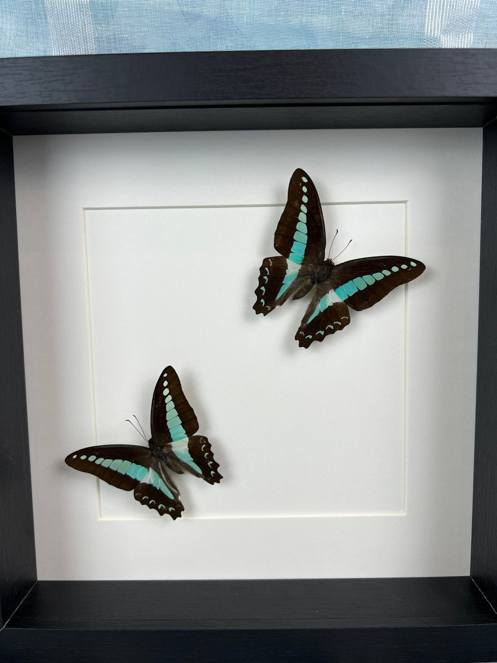 Graphium Sarpedon im Rahmen von KEY LIME STORE