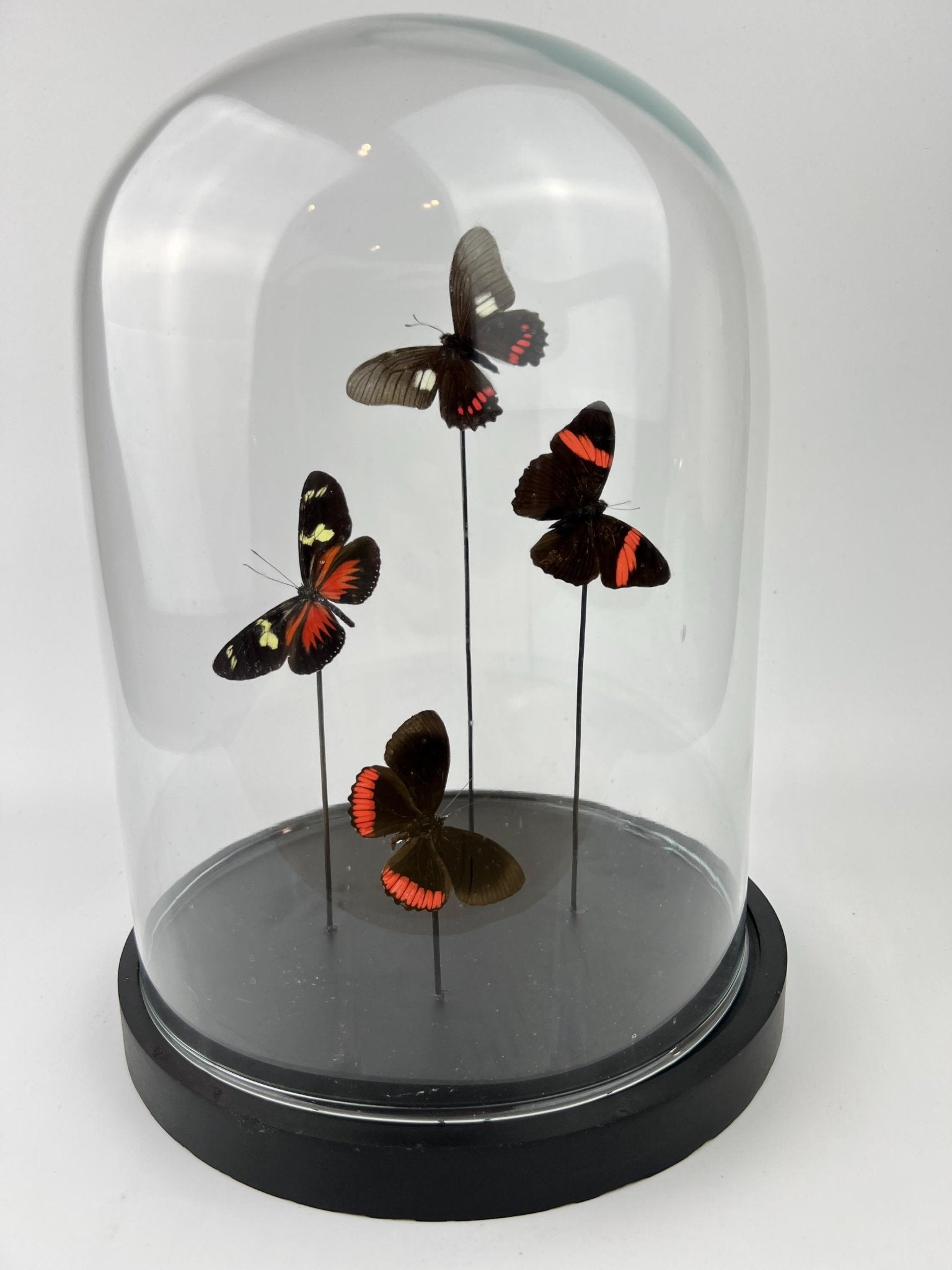 Mix vlinders in stolp by KEY LIME STORE