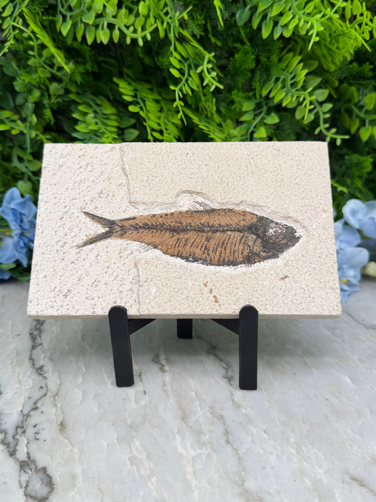 a fossilized fish with a detailed illustration on a pale beige background.