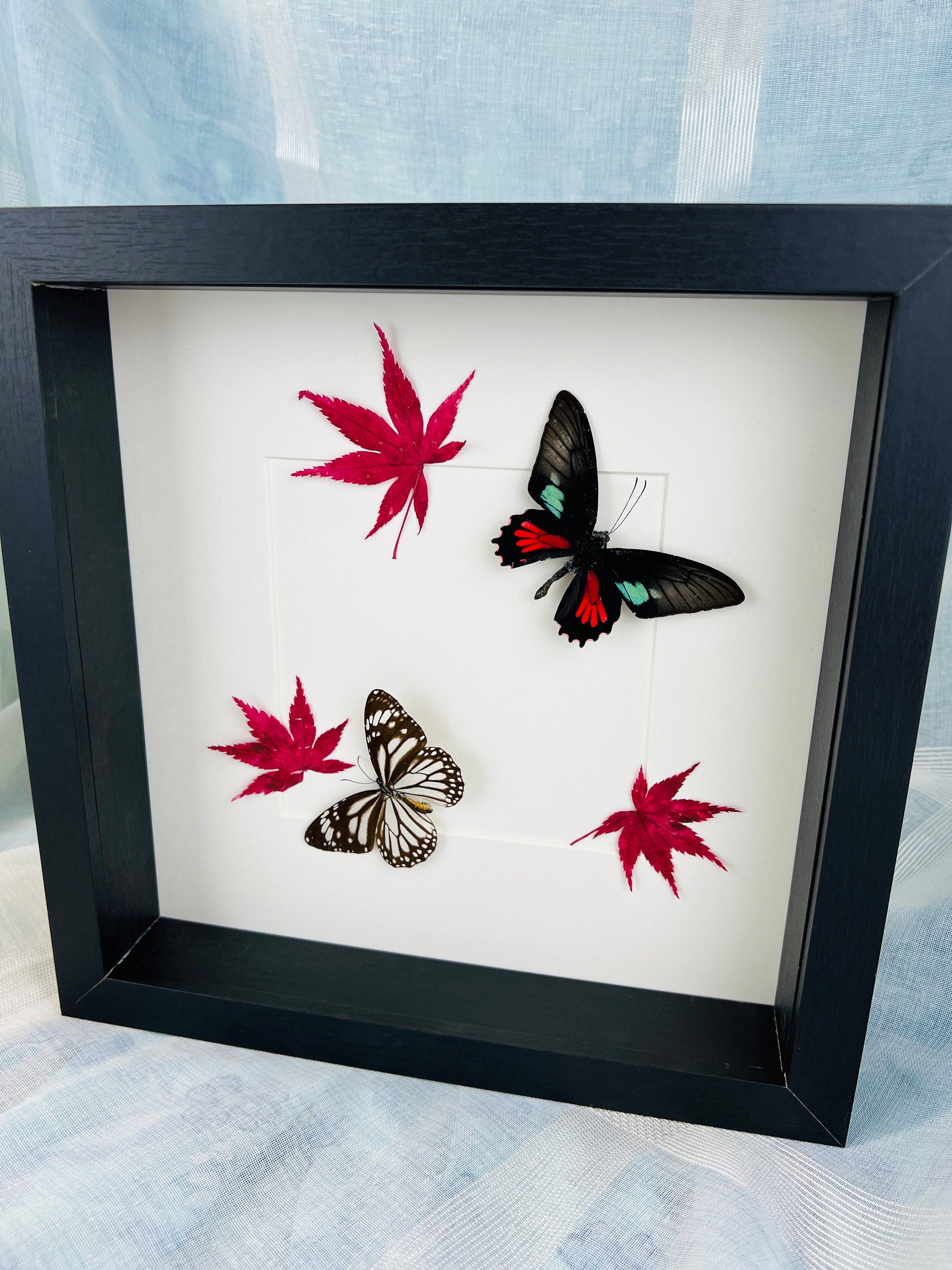 Parides Aeneas en Danaus Melanippus met Japanse esdoorn in lijst