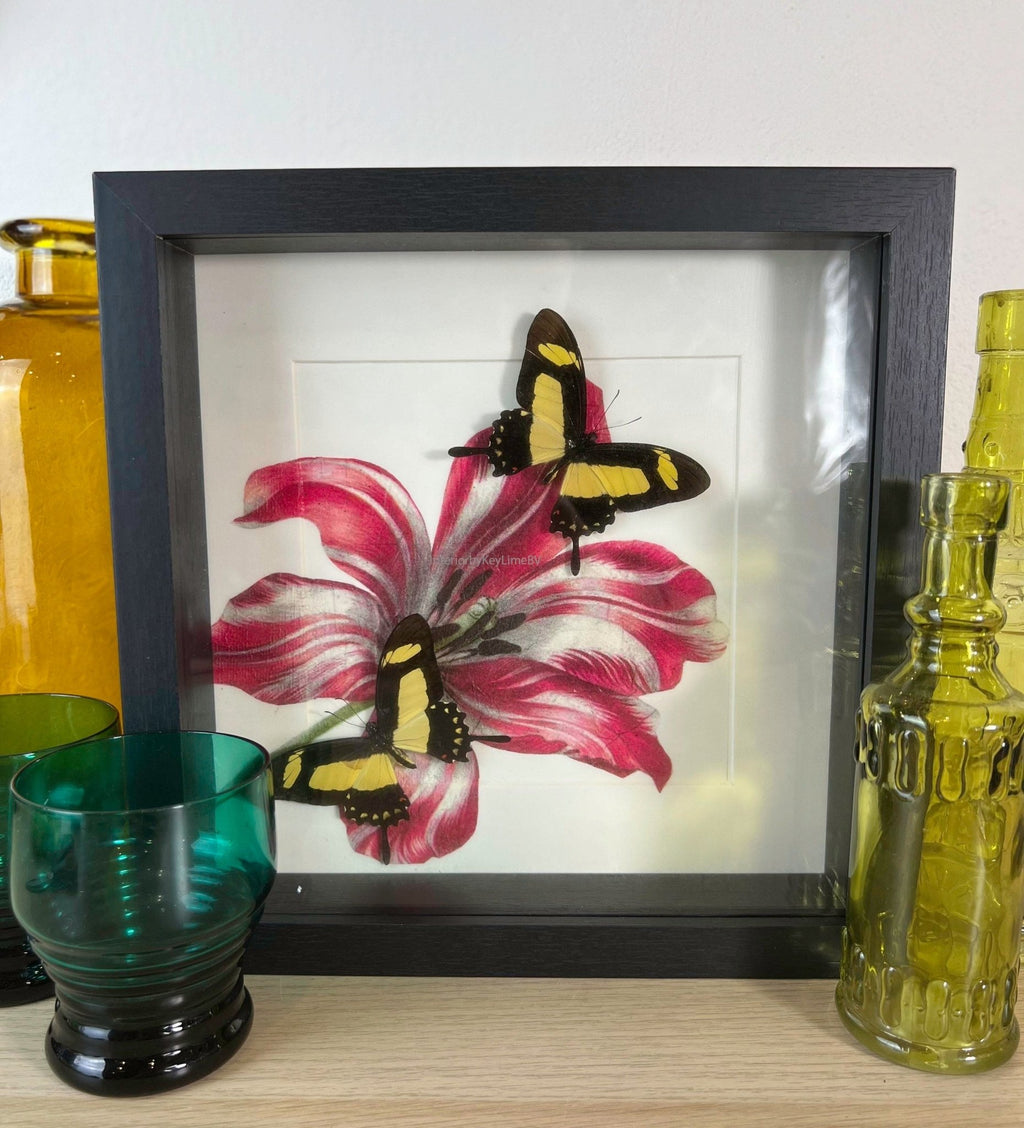 Papilio Torquatus als Druck in einem Rahmen von KEY LIME STORE