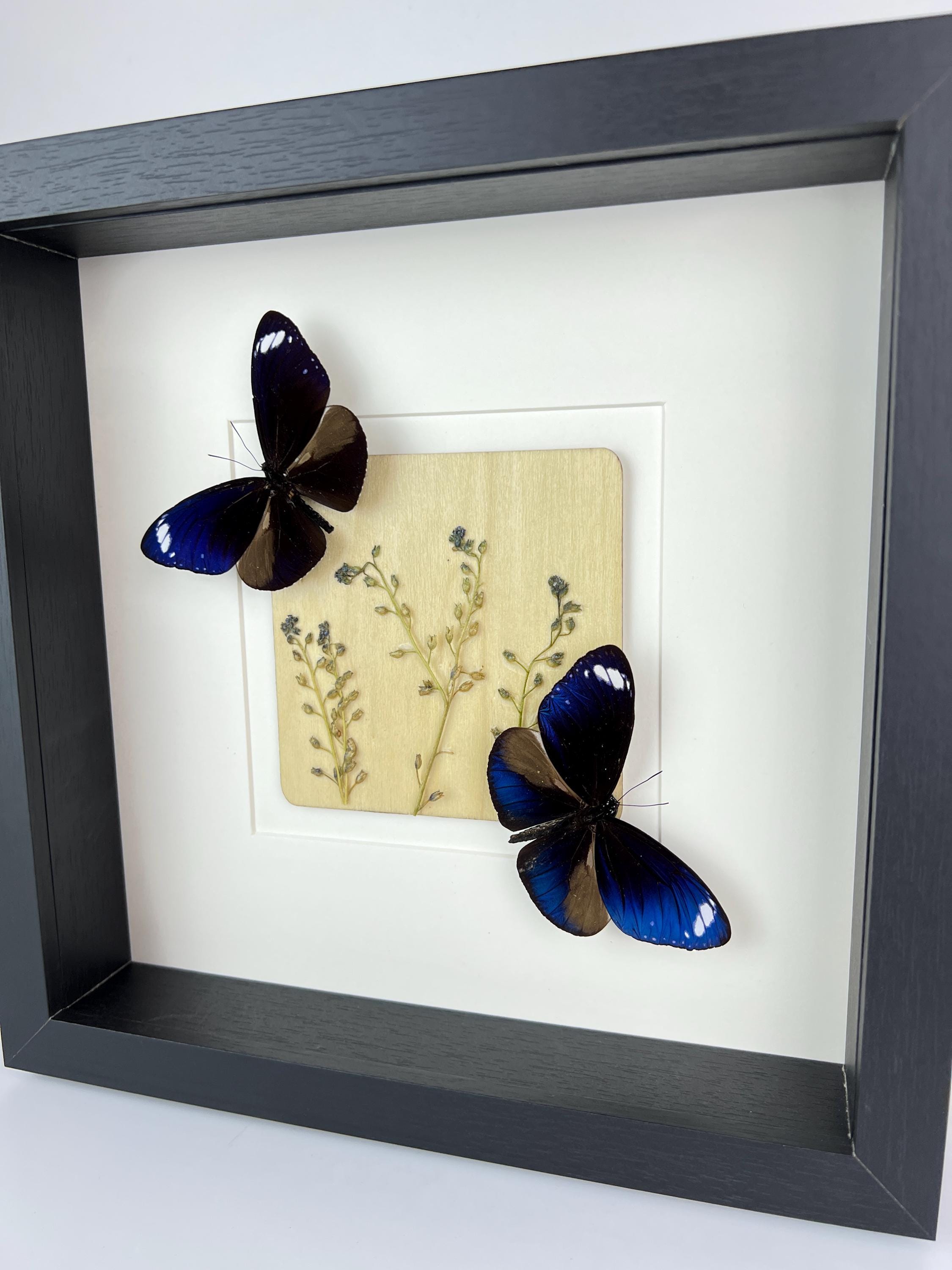 Euploea Mulciber mit Trockenblumen im Rahmen