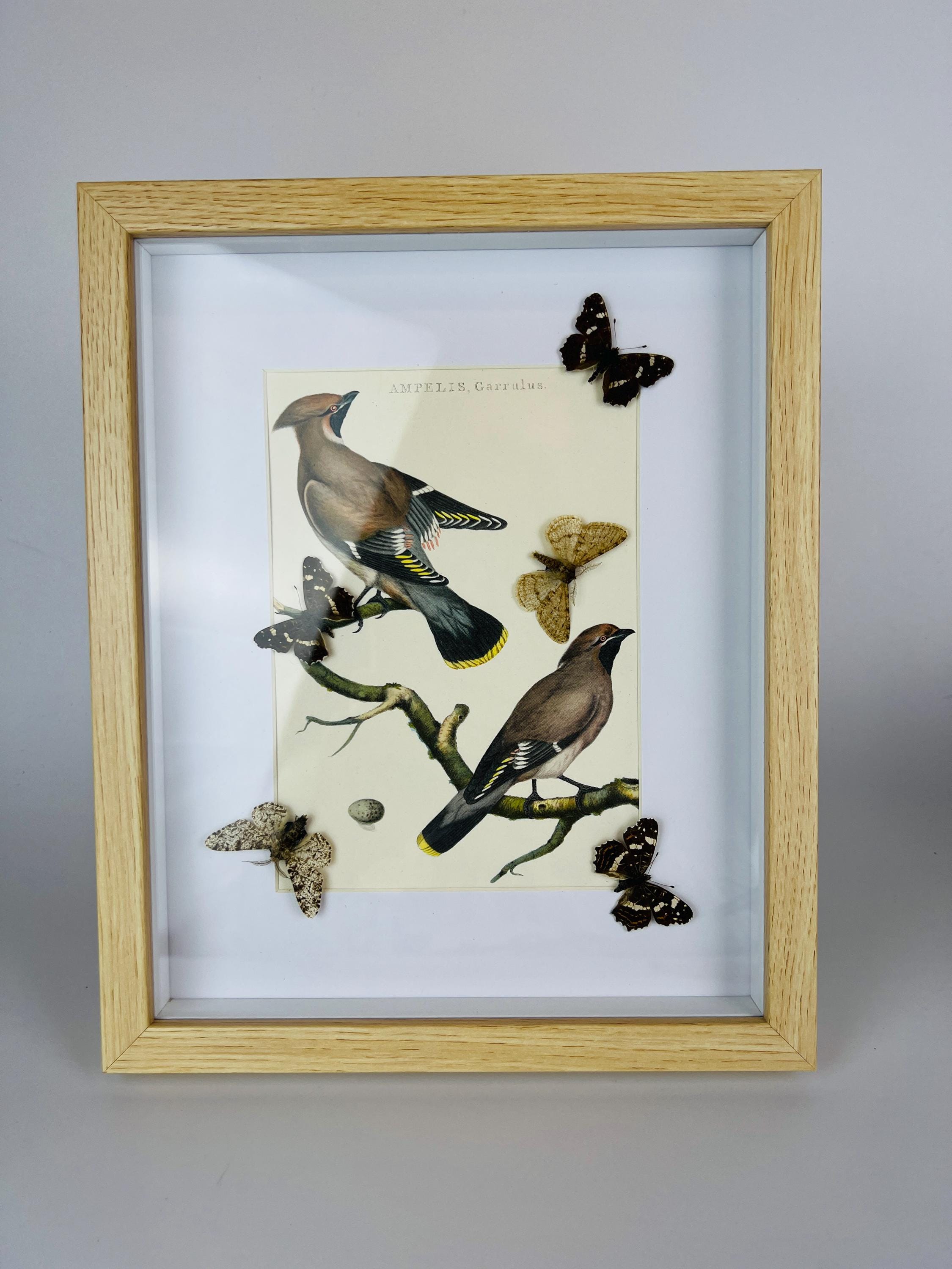 Schmetterlinge auf einem Vintage-Botanikdruck in einem Rahmen