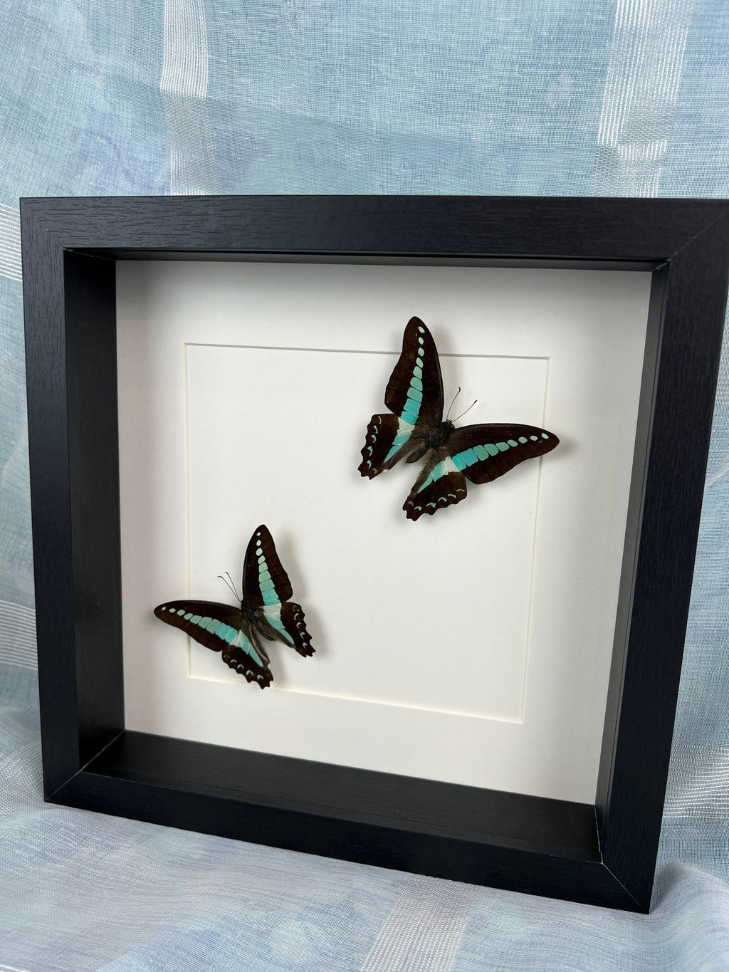Graphium Sarpedon im Rahmen von KEY LIME STORE