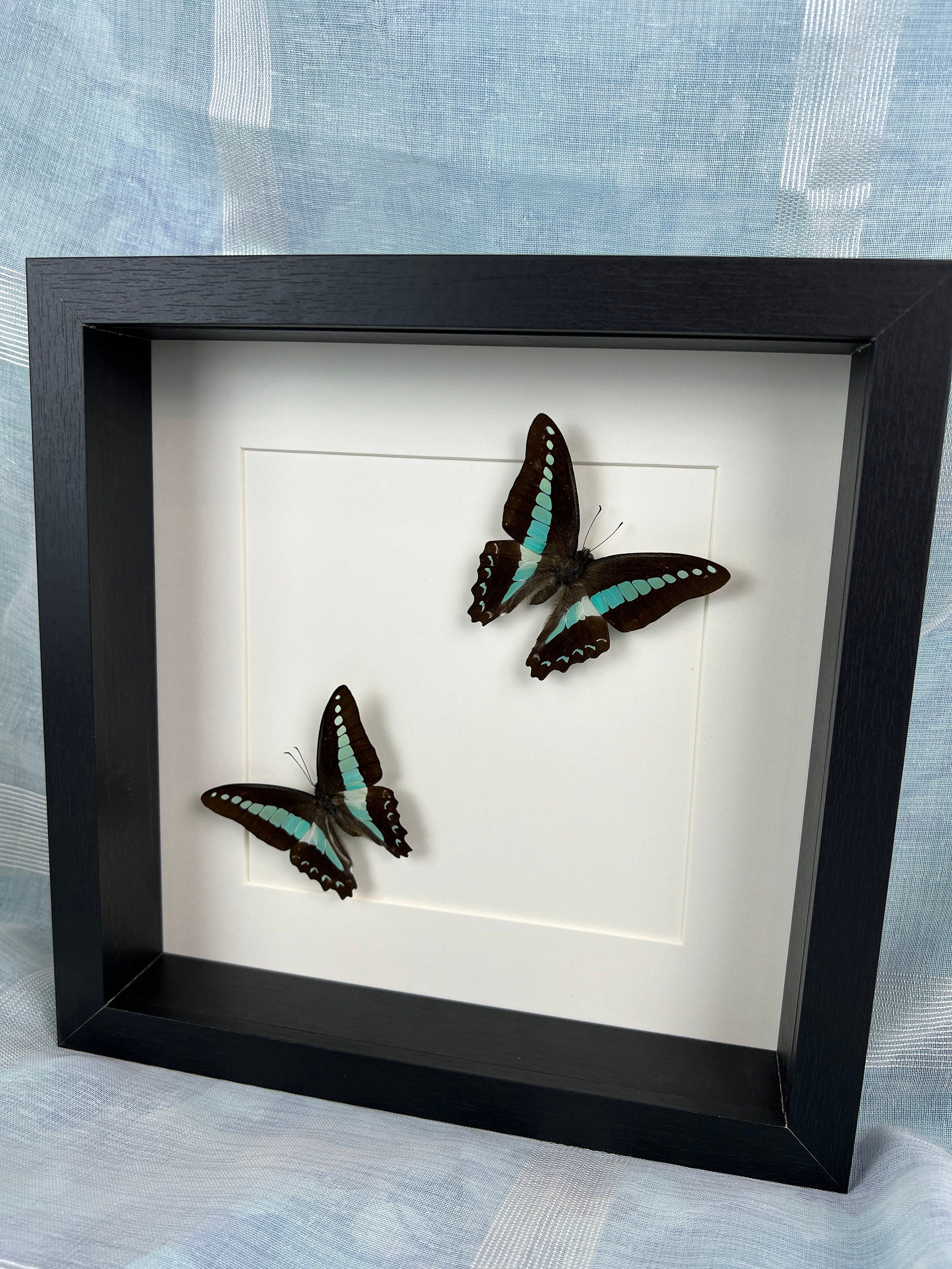 Graphium Sarpedon in lijst