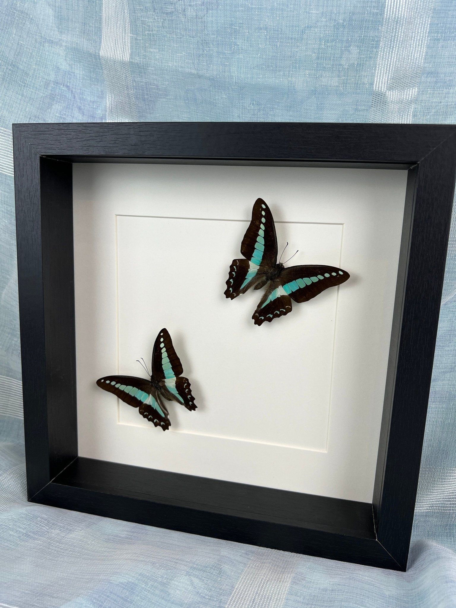 Graphium Sarpedon im Rahmen von KEY LIME STORE