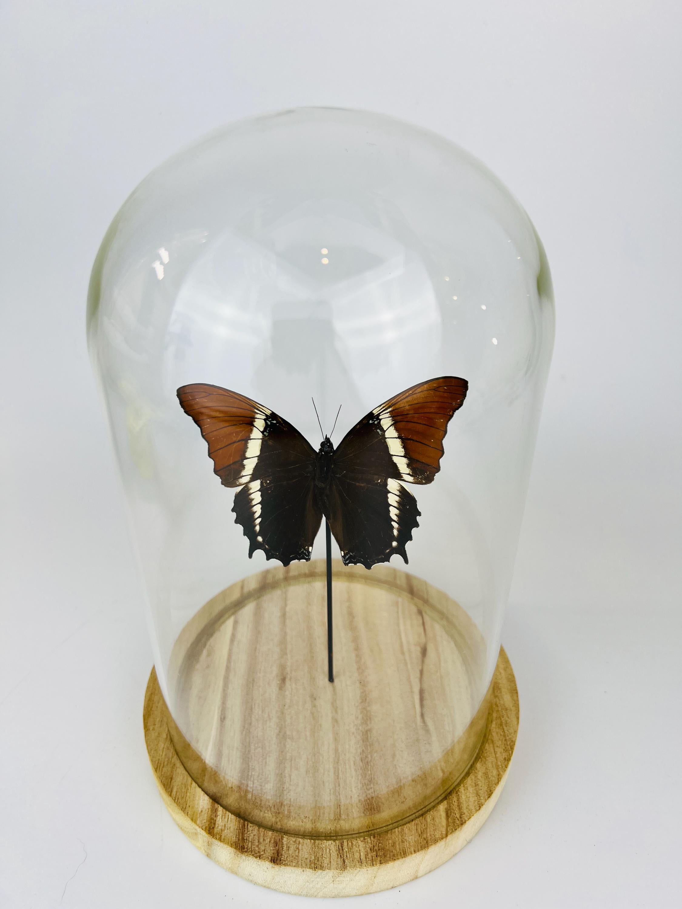 Siproeta Epaphus in stolp