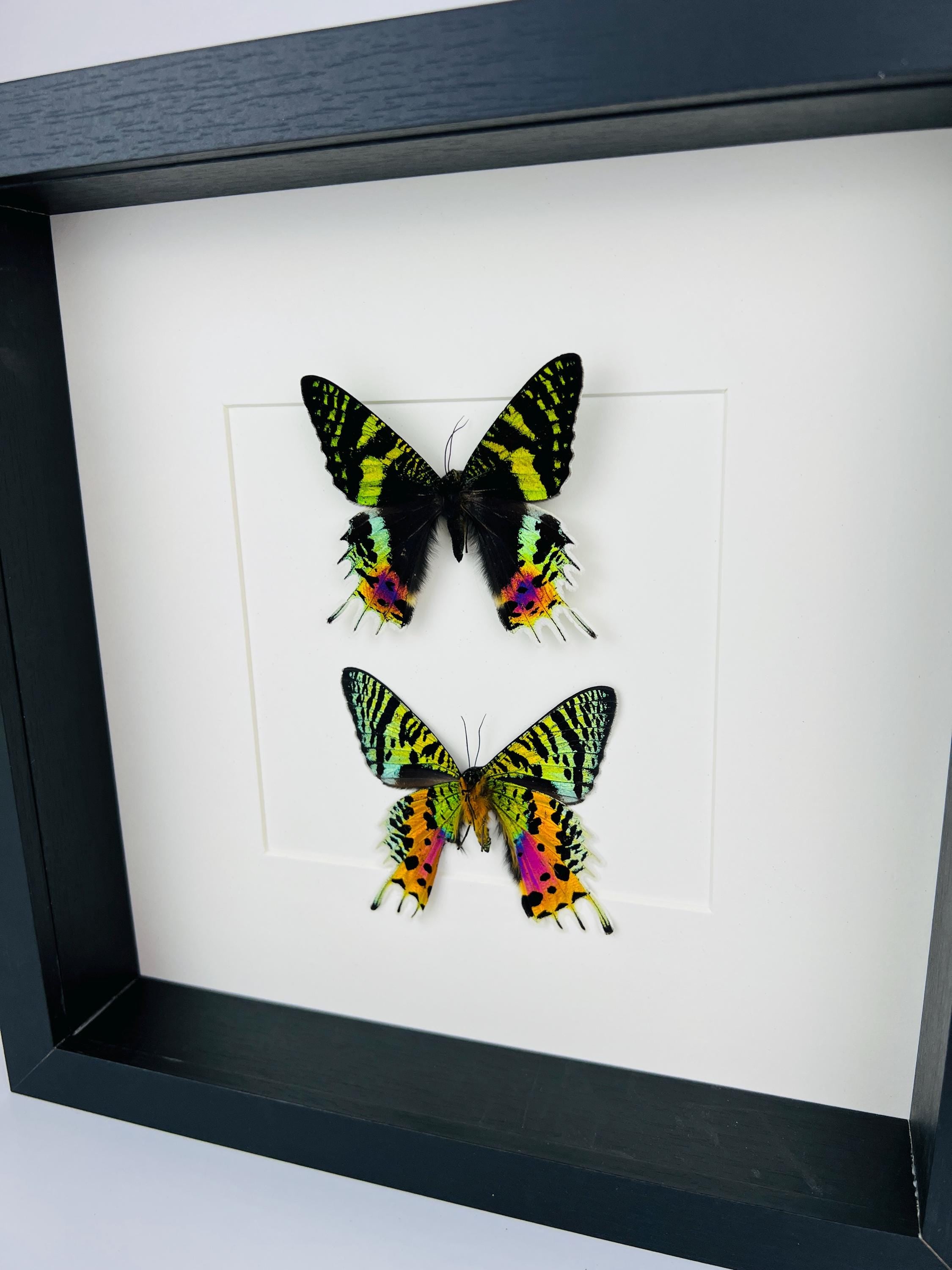 Echte vlinders Urania Ripheus (voor- en achterkant) - ingelijst - 25 x 25 cm (9,8 x 9,8 inch)