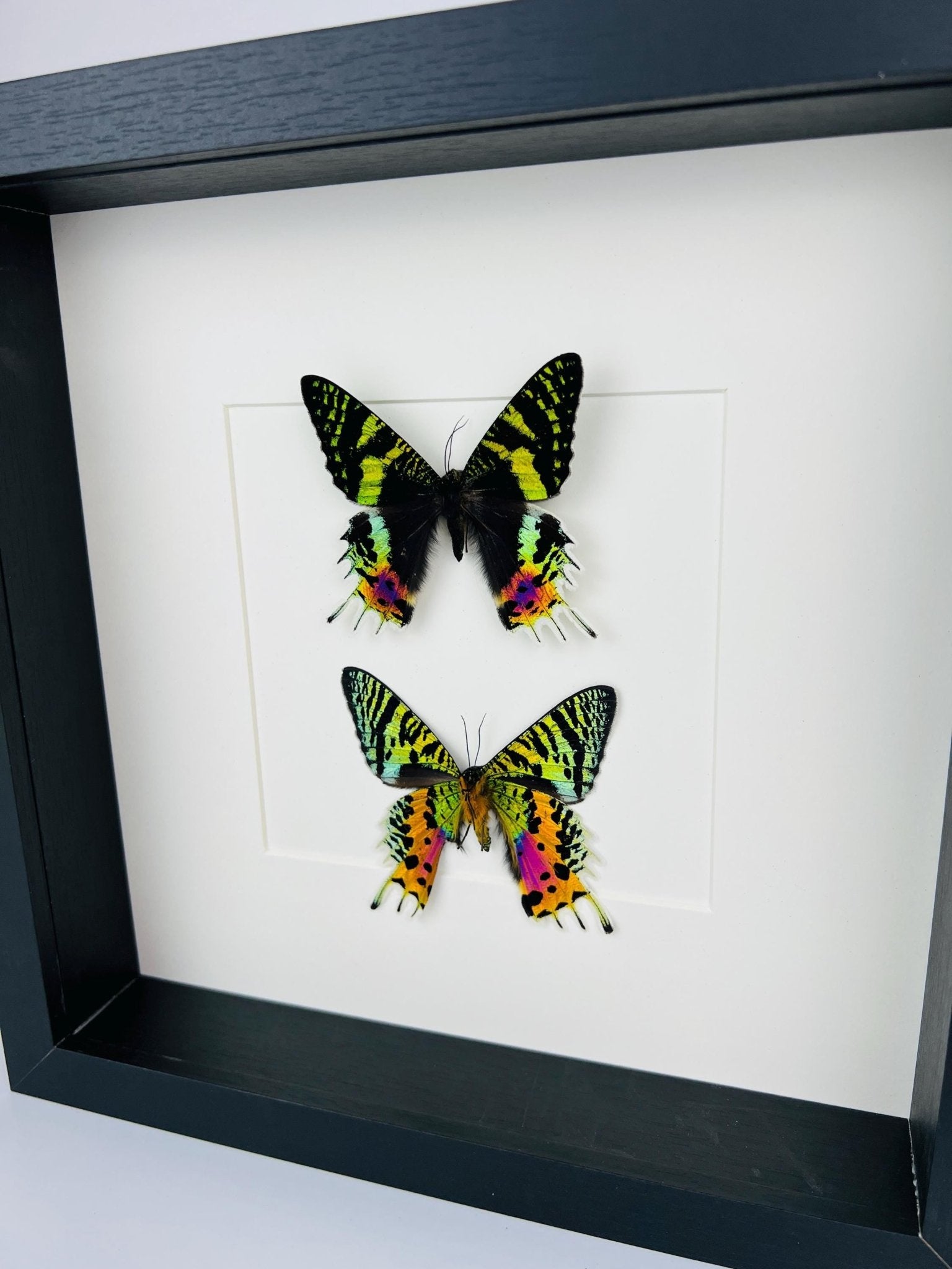 Urania Ripheus (Vorder- und Rückseite) in einem Rahmen von KEY LIME STORE