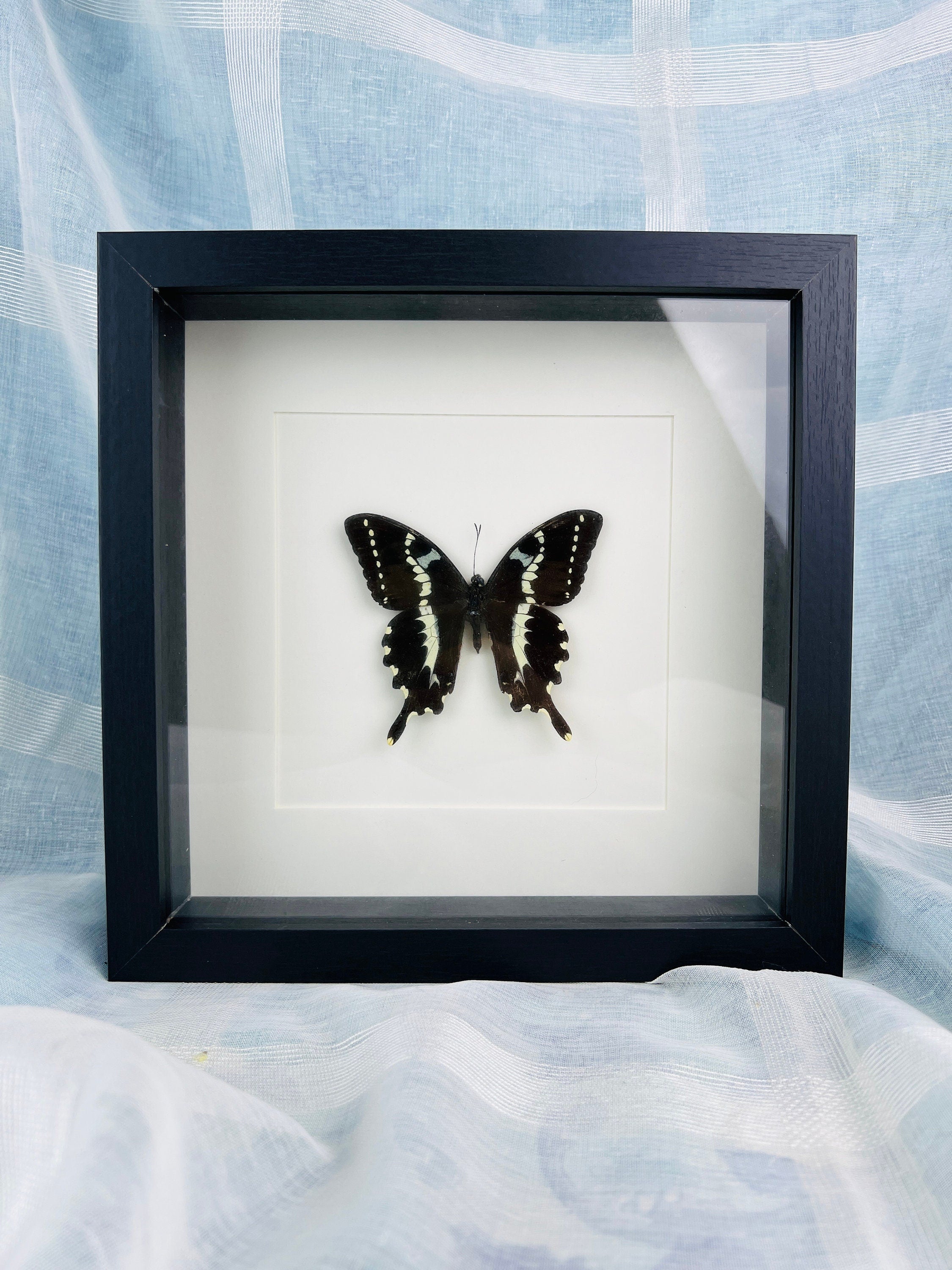 Papilio Delalandei im Rahmen