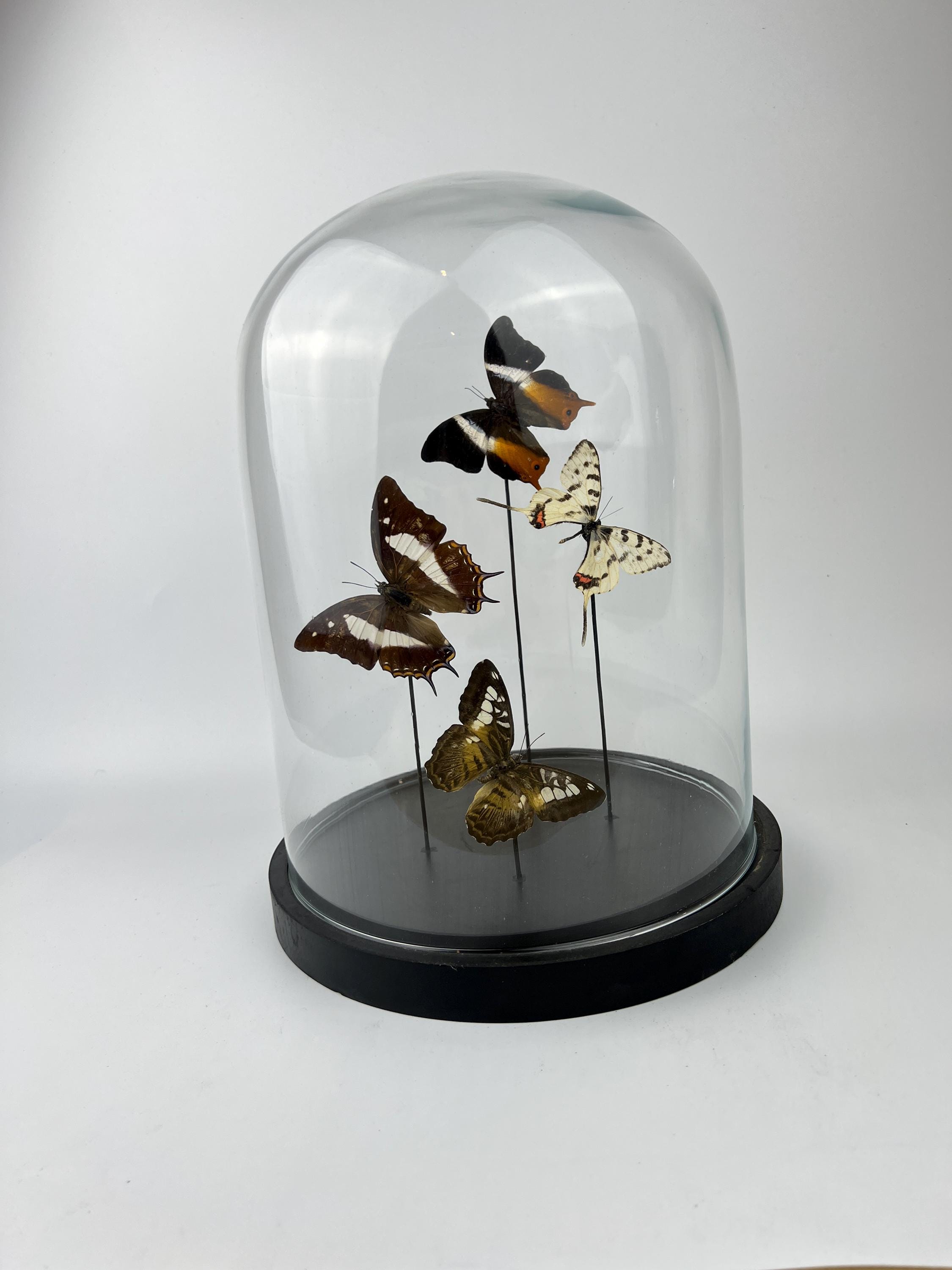 Mix vlinders in stolp