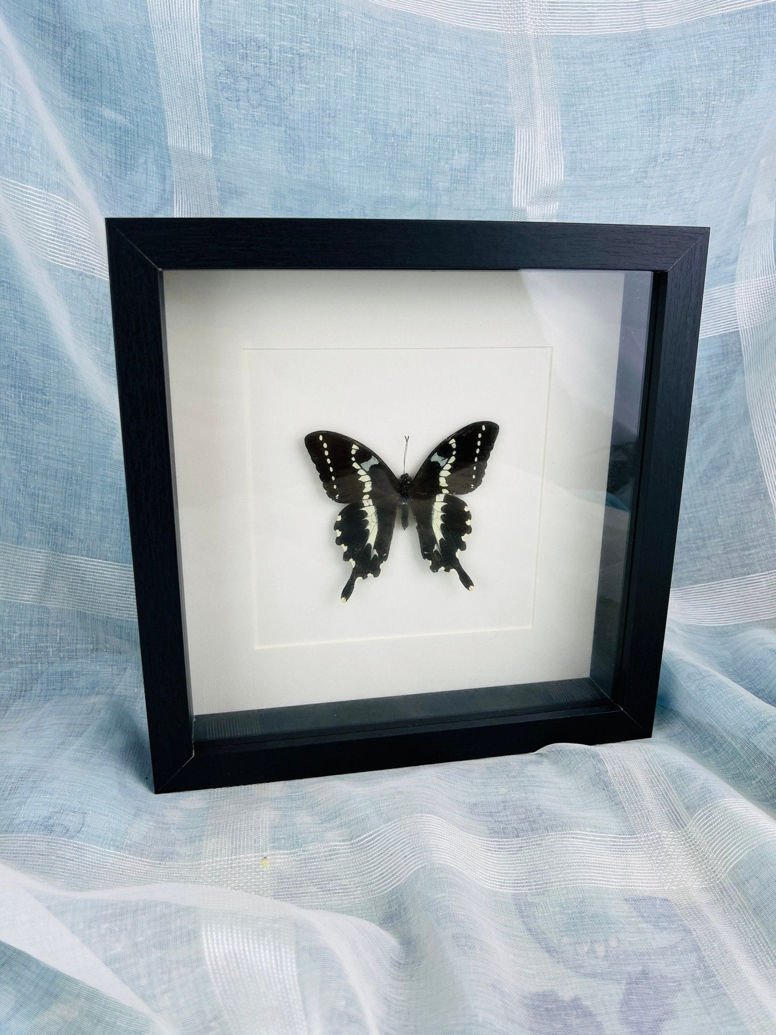 Papilio Delalandei in lijst by KEY LIME STORE
