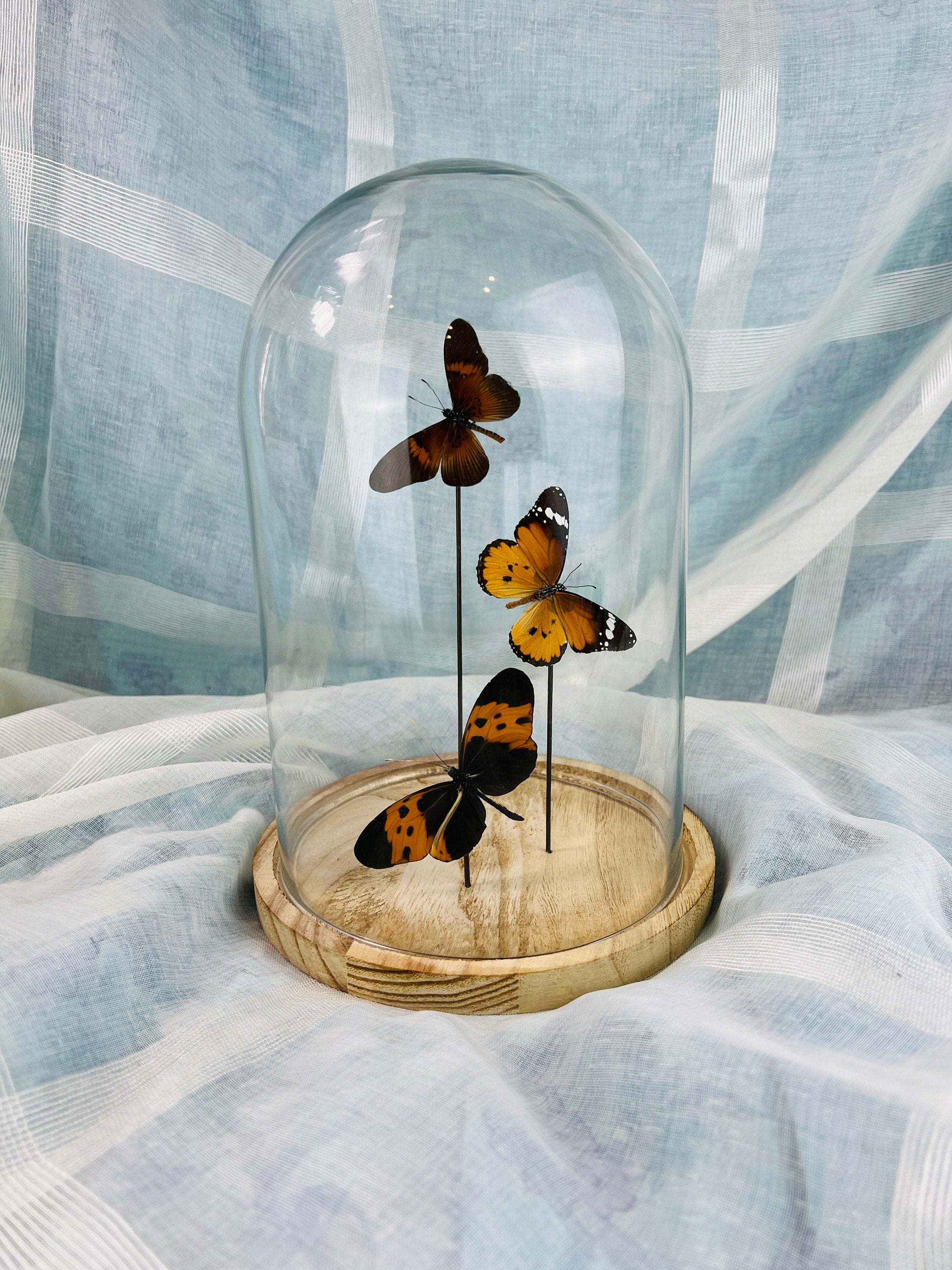 Exotic Butterfly Collection in Glass Dome - Actinote, Danaus Chrysippus, Melinaea - Home Decor Entomology