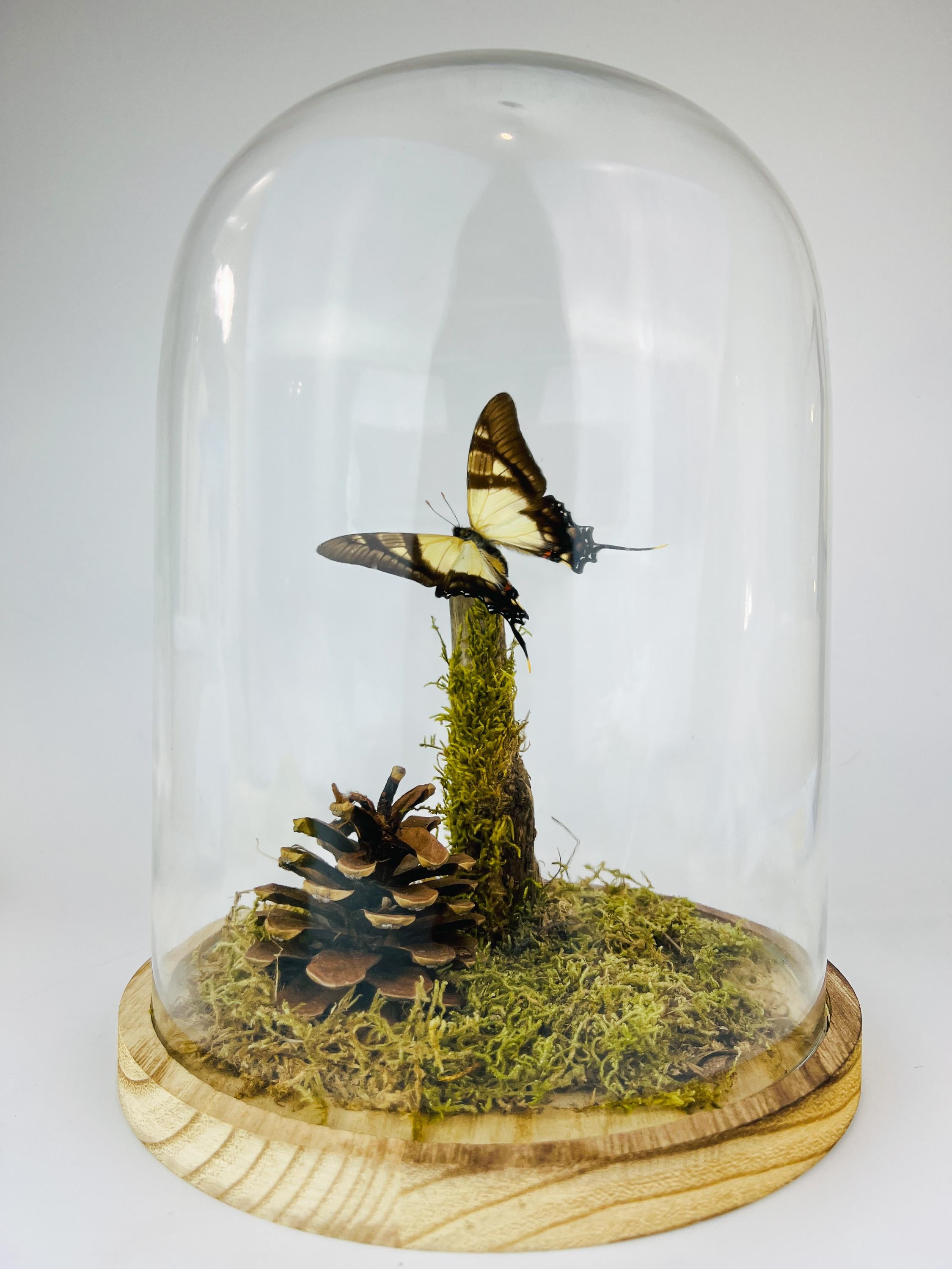 Eurytides Serville in stolp