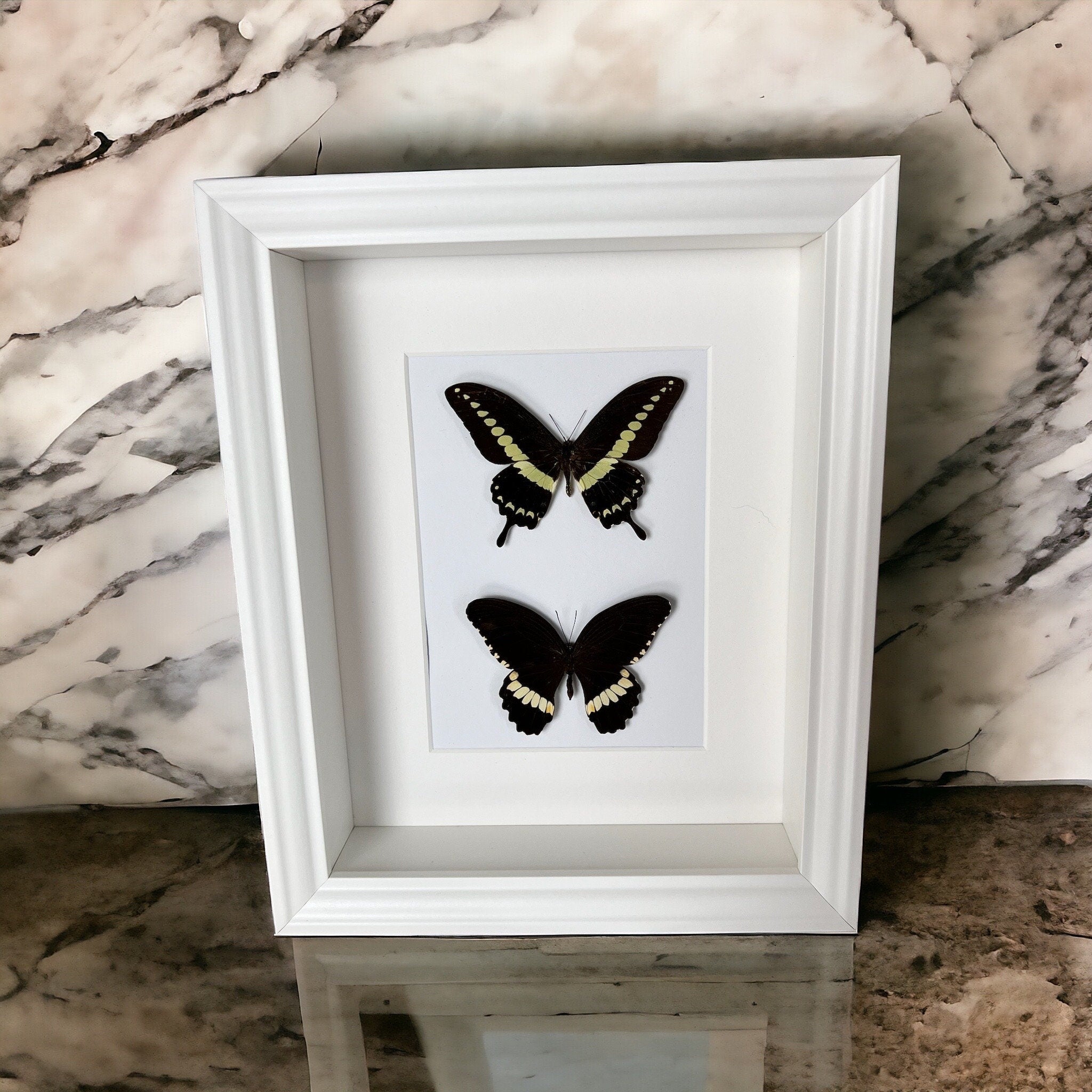 Papilio Demolion und Papilio Polytes Ledebouria im Rahmen