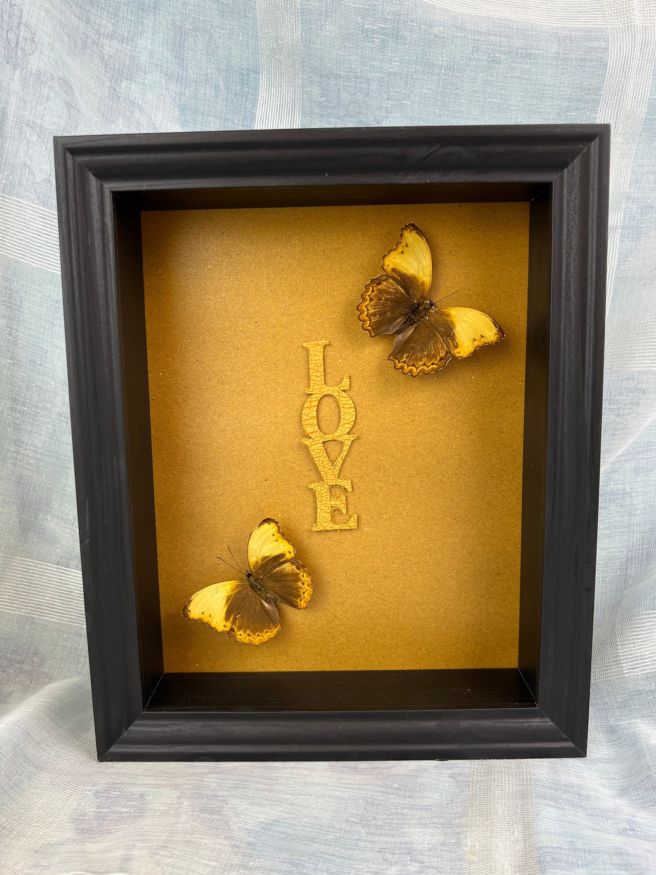 Cymothoe Haynac gerahmt