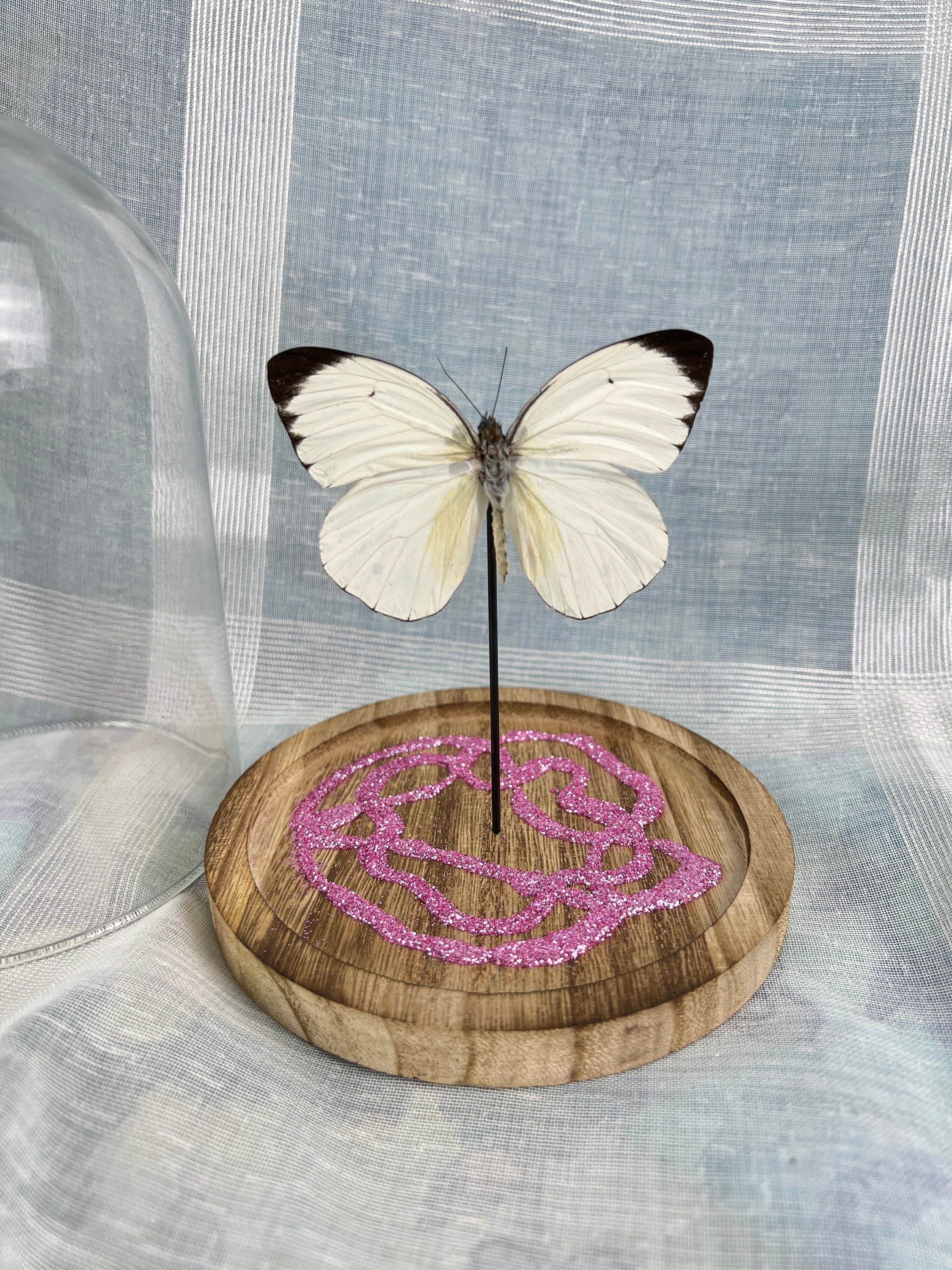 Echte vlinder | Ascia Bunaie met roze glitter element in stolp (17x13cm)