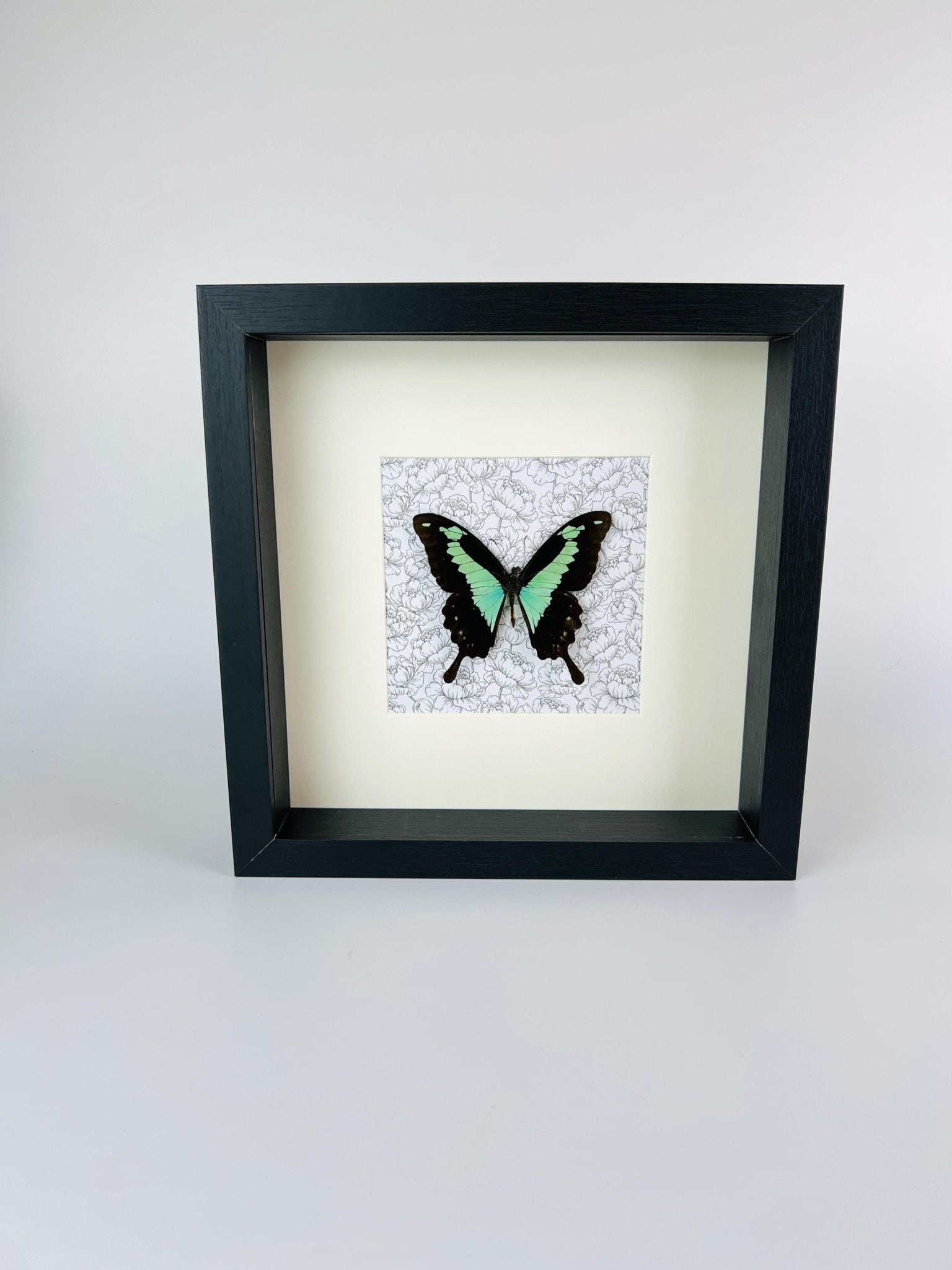 Papilio Phorcas op print in lijst by KEY LIME STORE