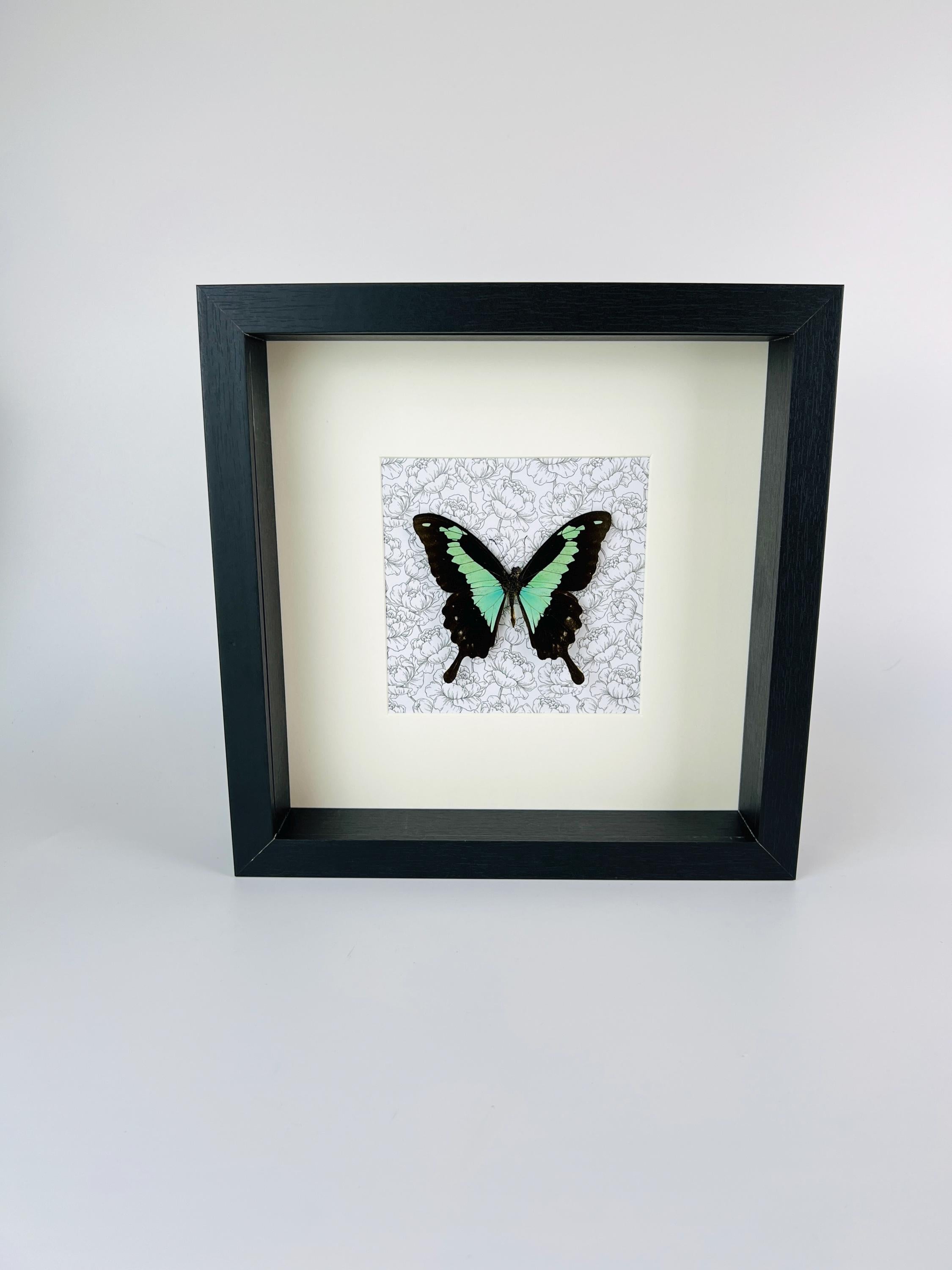 Papilio Phorcas op print in lijst