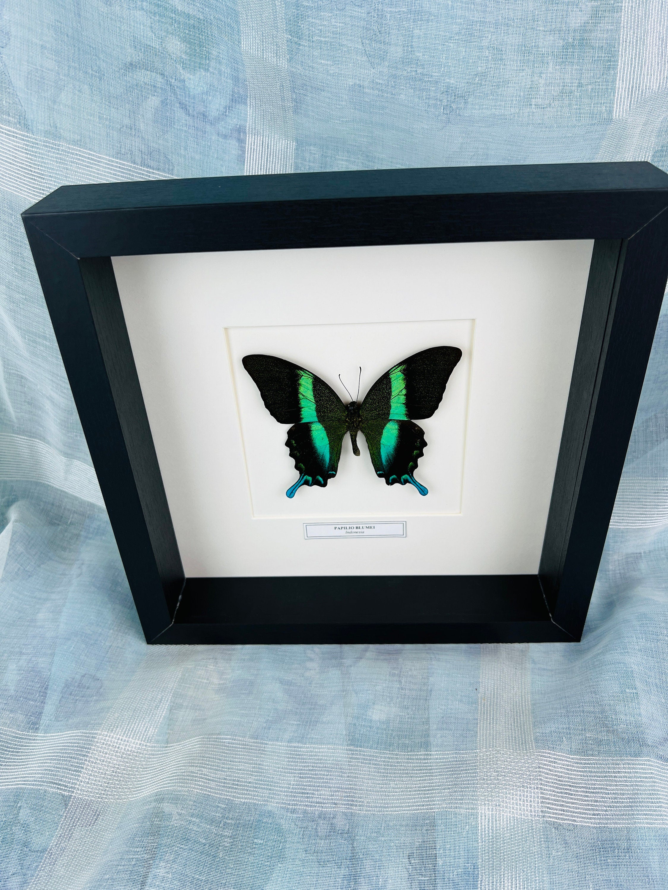 Unique Papilio Blumei Butterfly Shadowbox display with nameplate