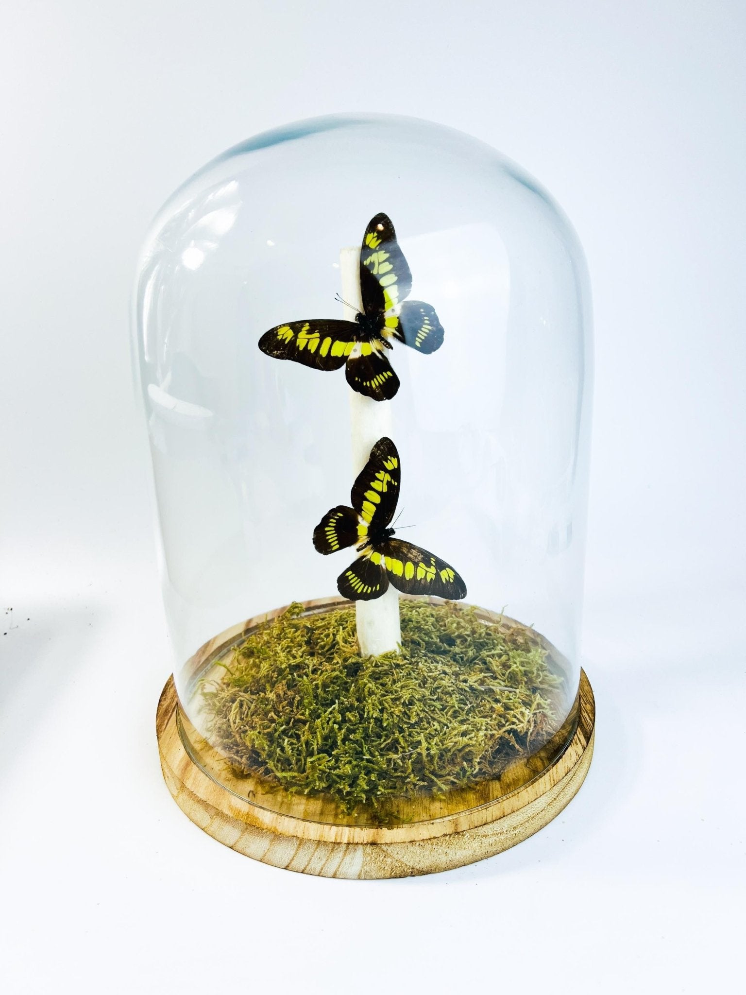 Papilio Latreillianus in einer Glasglocke von KEY LIME STORE