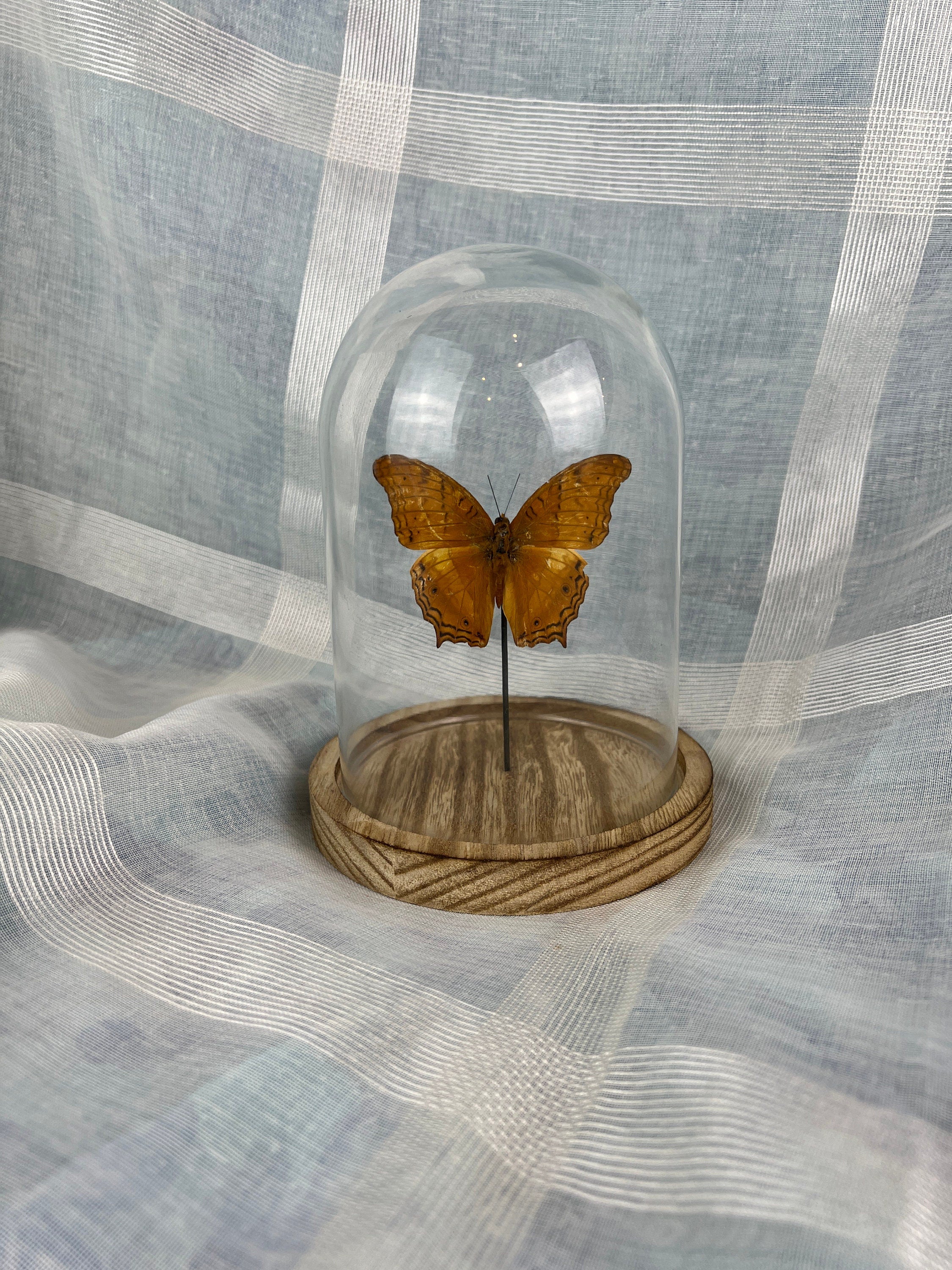 Vindula Erota in stolp