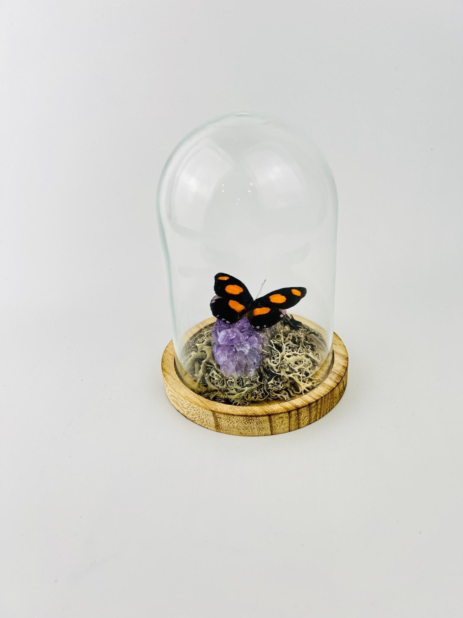 Catonephele Numilia auf Amethyst in einer Glasglocke von KEY LIME STORE
