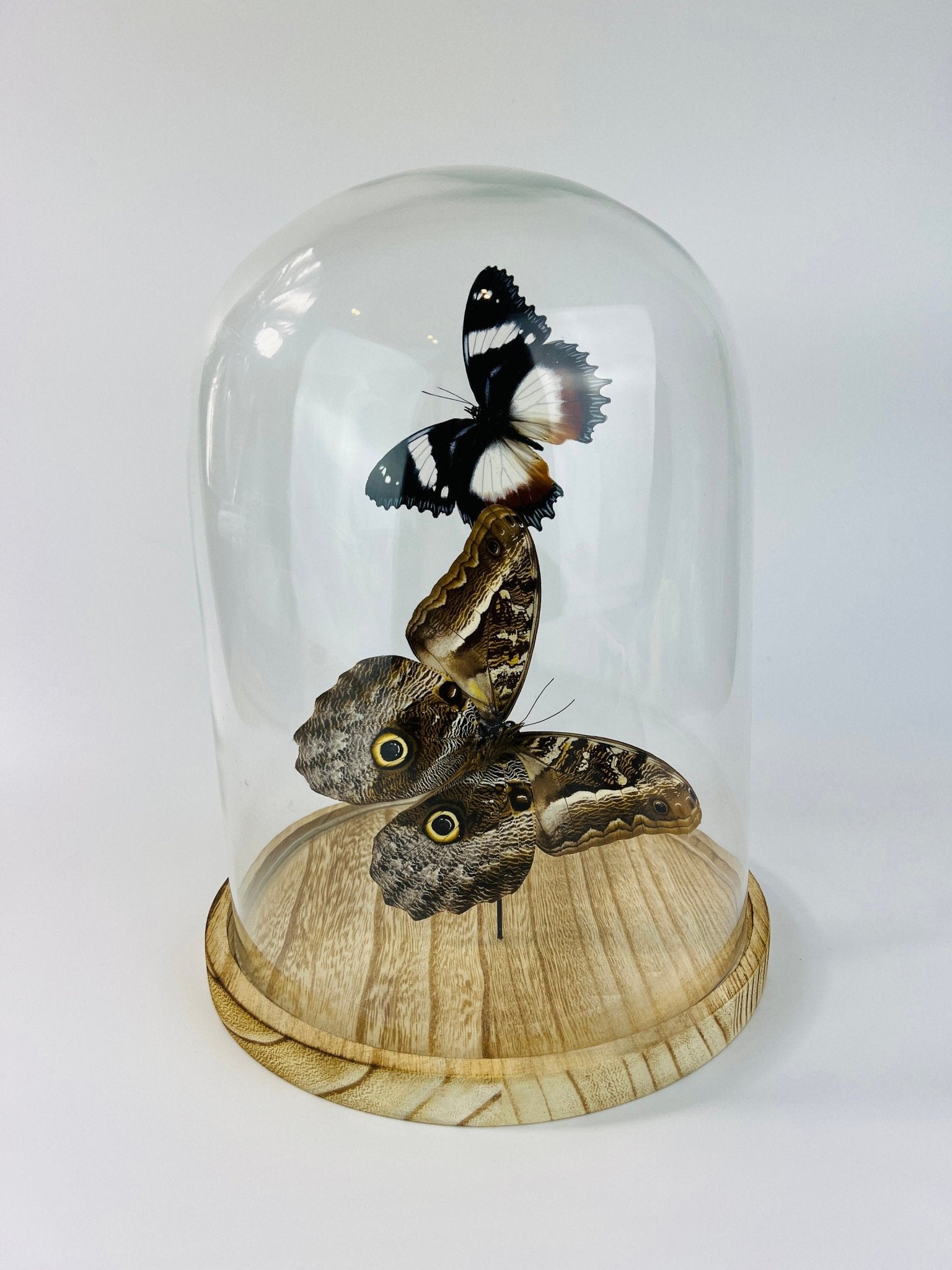 Hypolimnas Dexithea en Caligo in stolp by KEY LIME STORE