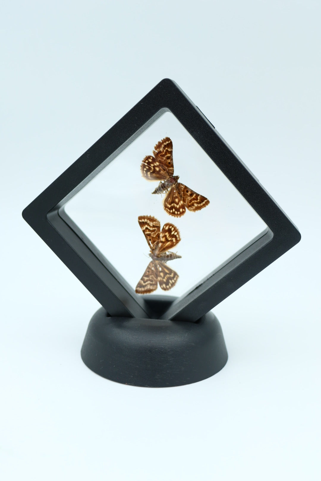 Echte vlinders - Euclidia Mi