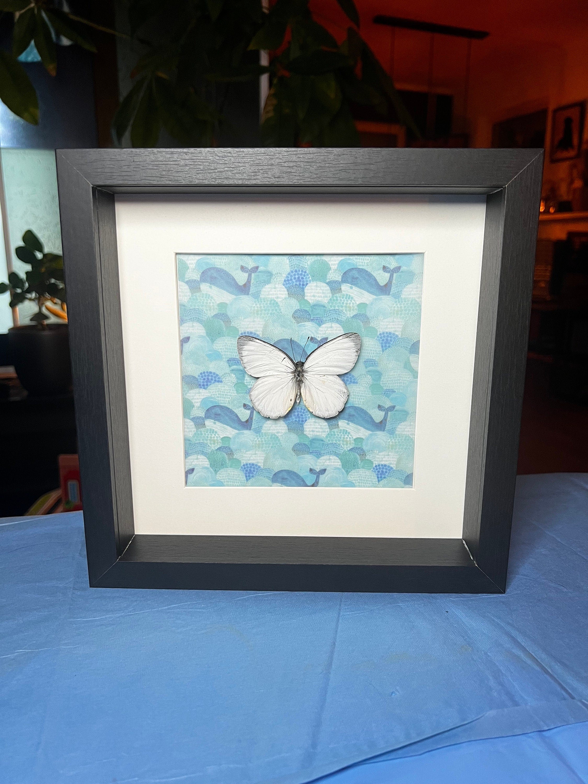 Delias Descombesi op print in lijst