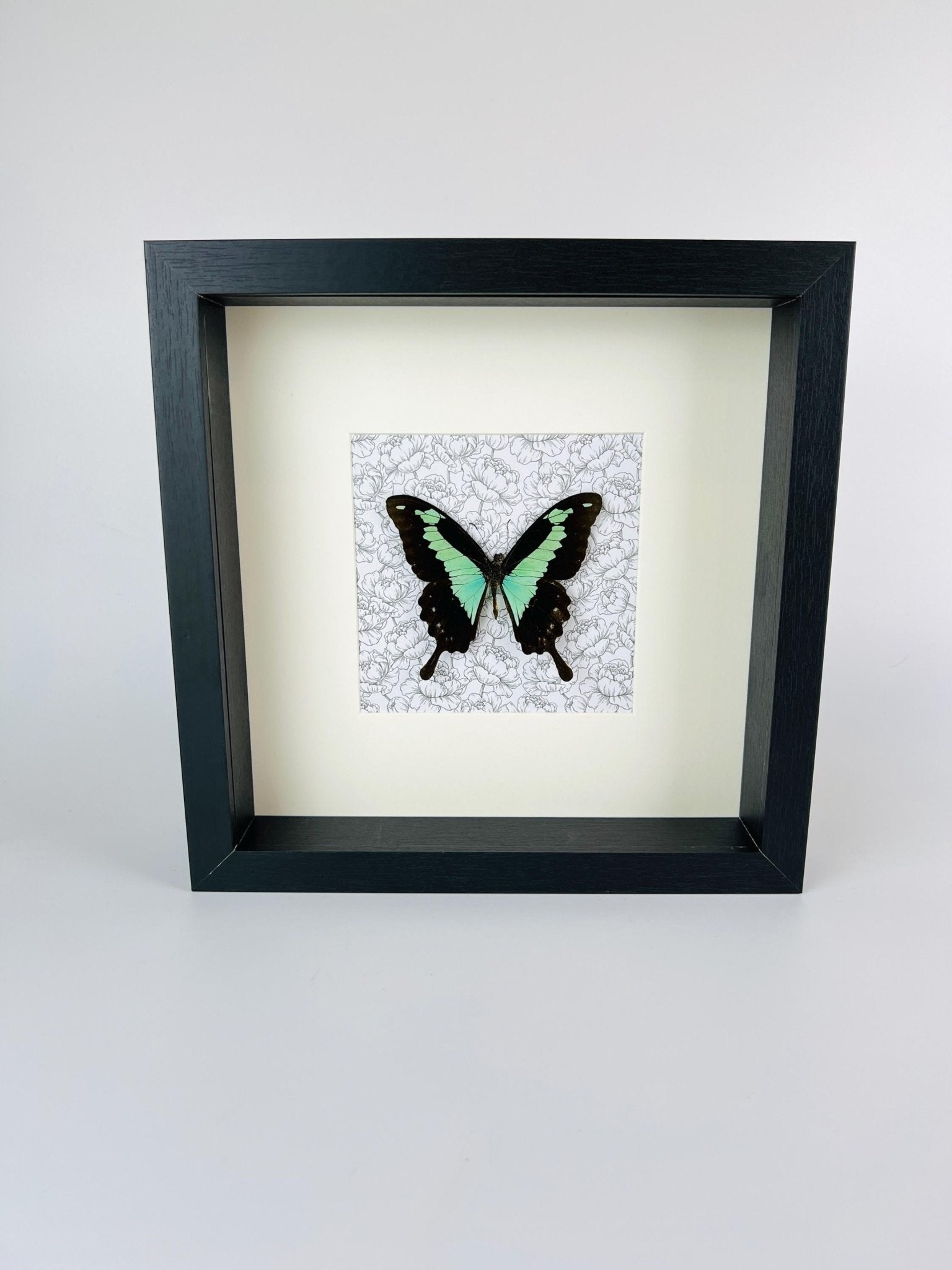 Papilio Phorcas op print in lijst by KEY LIME STORE