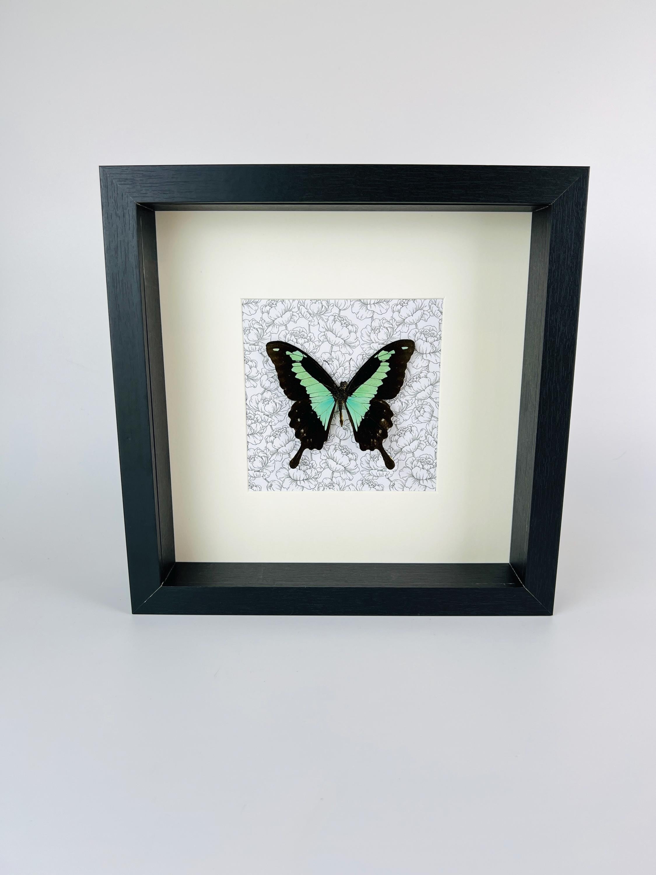 Papilio Phorcas op print in lijst