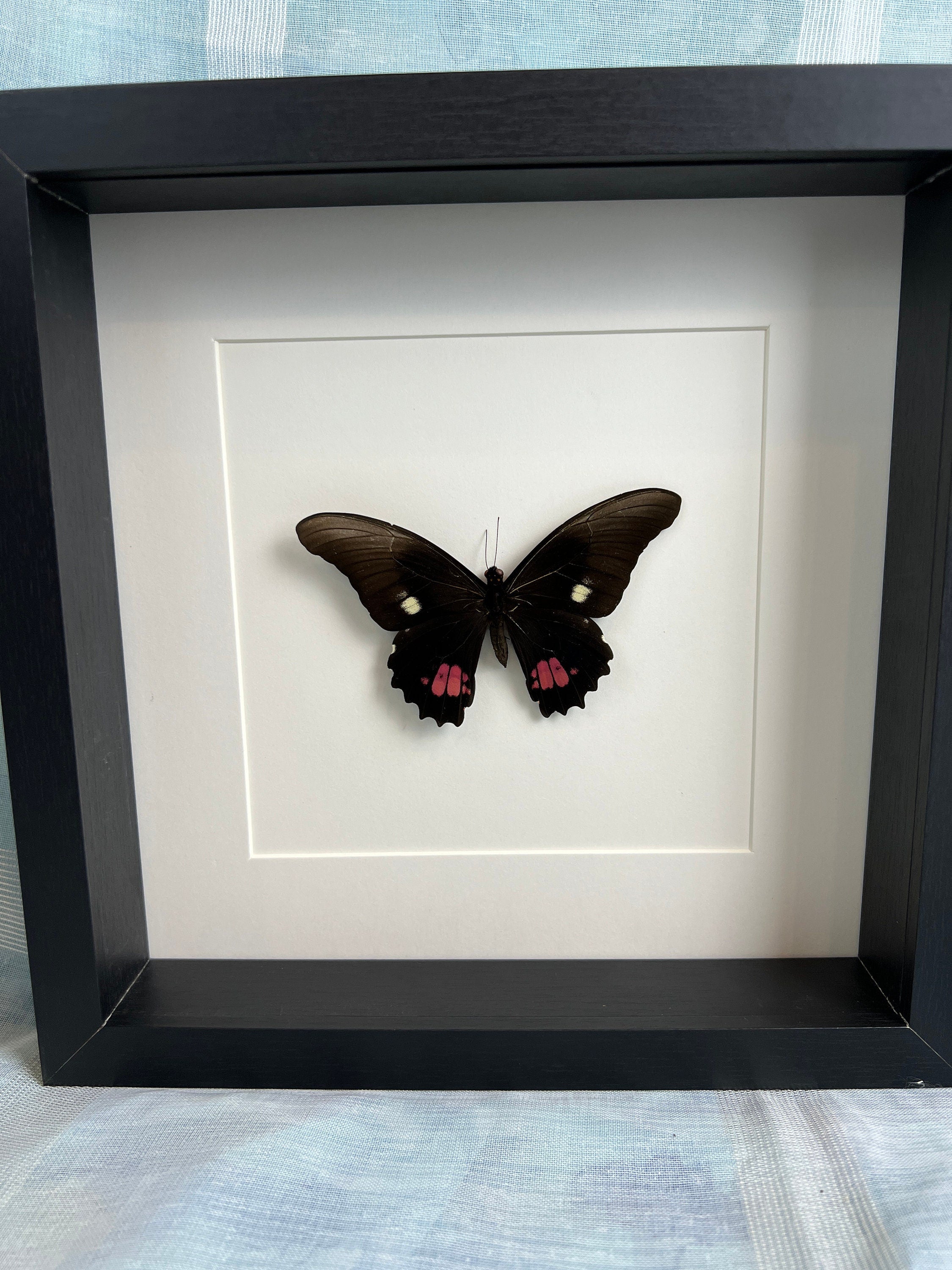 Papilio Anchisiades in lijst