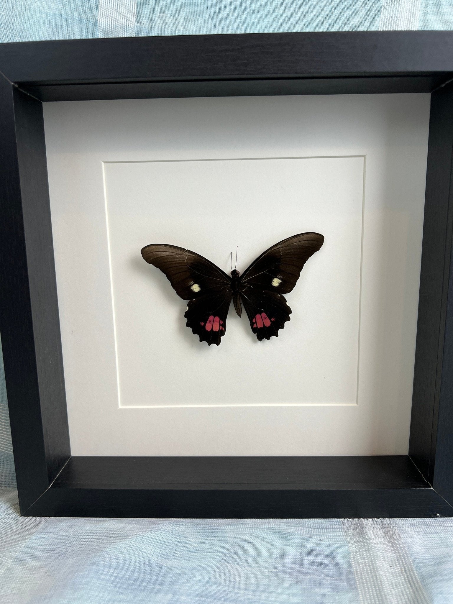 Papilio Anchisiades, gerahmt von KEY LIME STORE